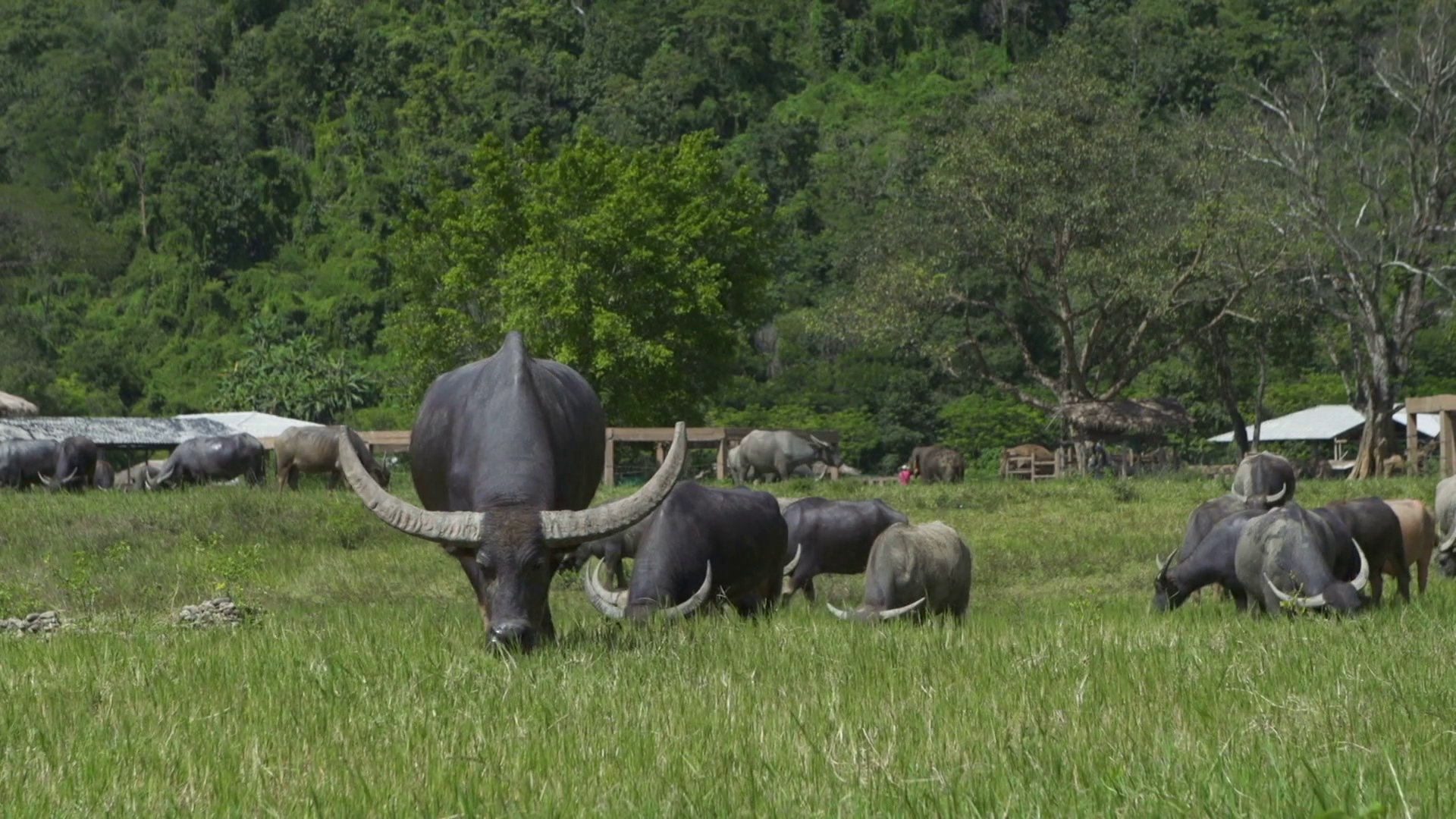 Heard of water buffalo grazing on grass, slow motion Stock Video ...