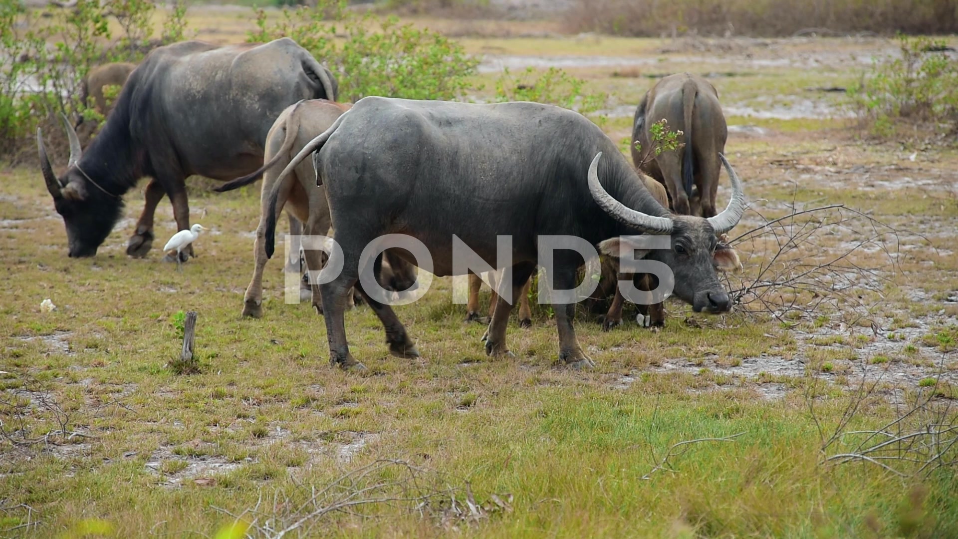 Water buffalo herd grazing at field ~ Video Clip #59827497