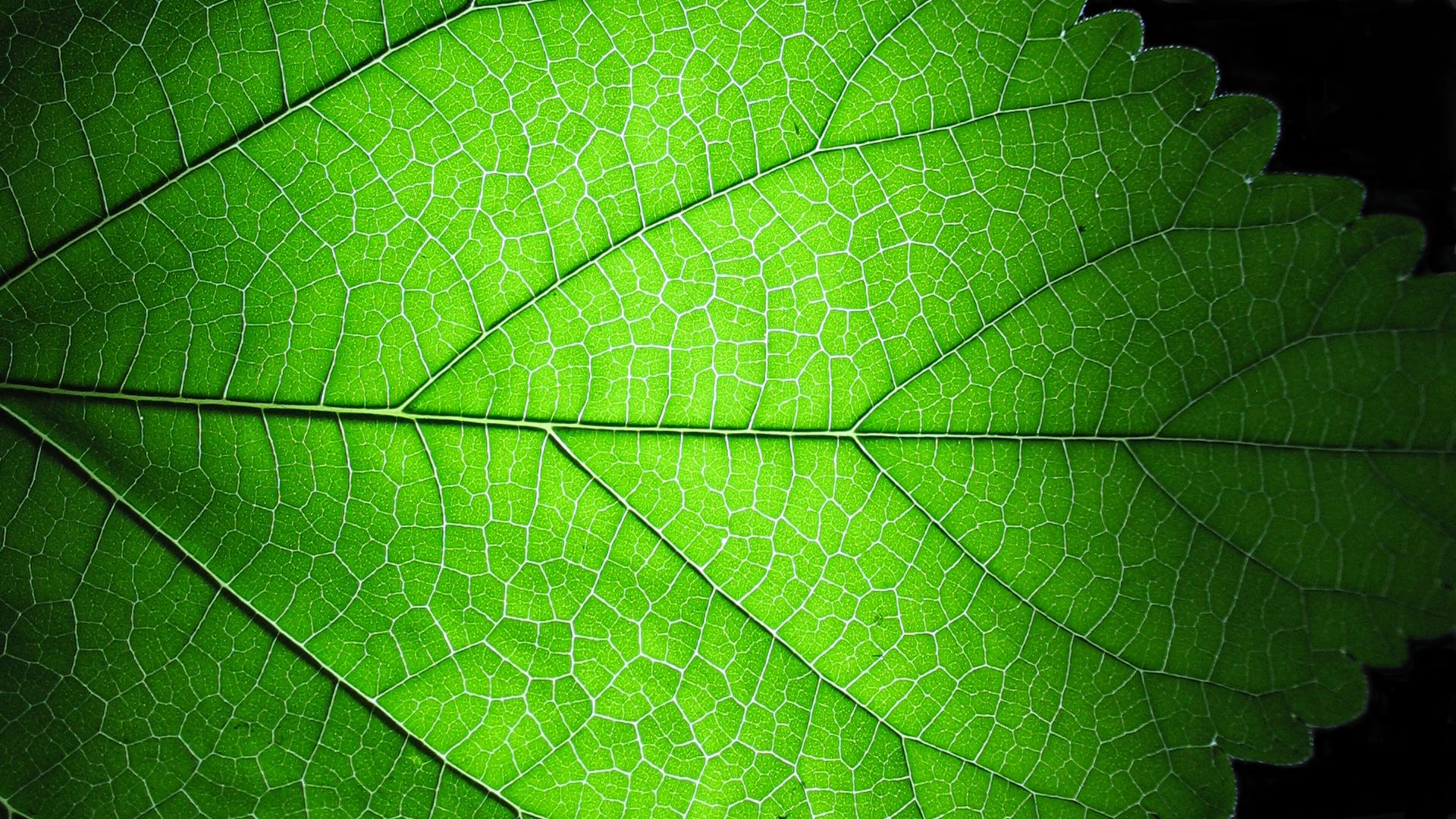 leaf structure closeup | Agnostic Stole Source Images | Pinterest ...