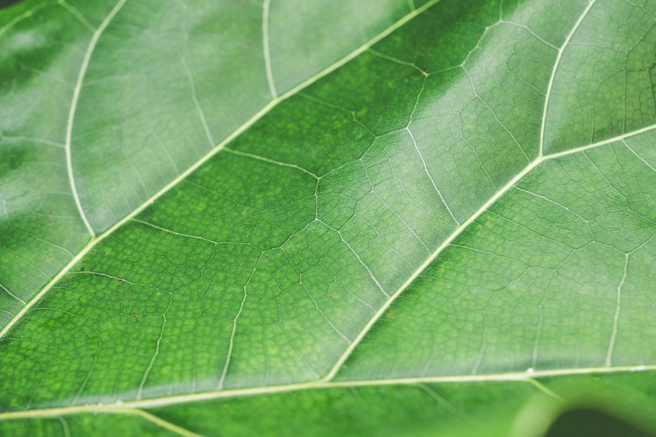 Green Leaf Structure Background Close Up Free Stock Photo Download ...