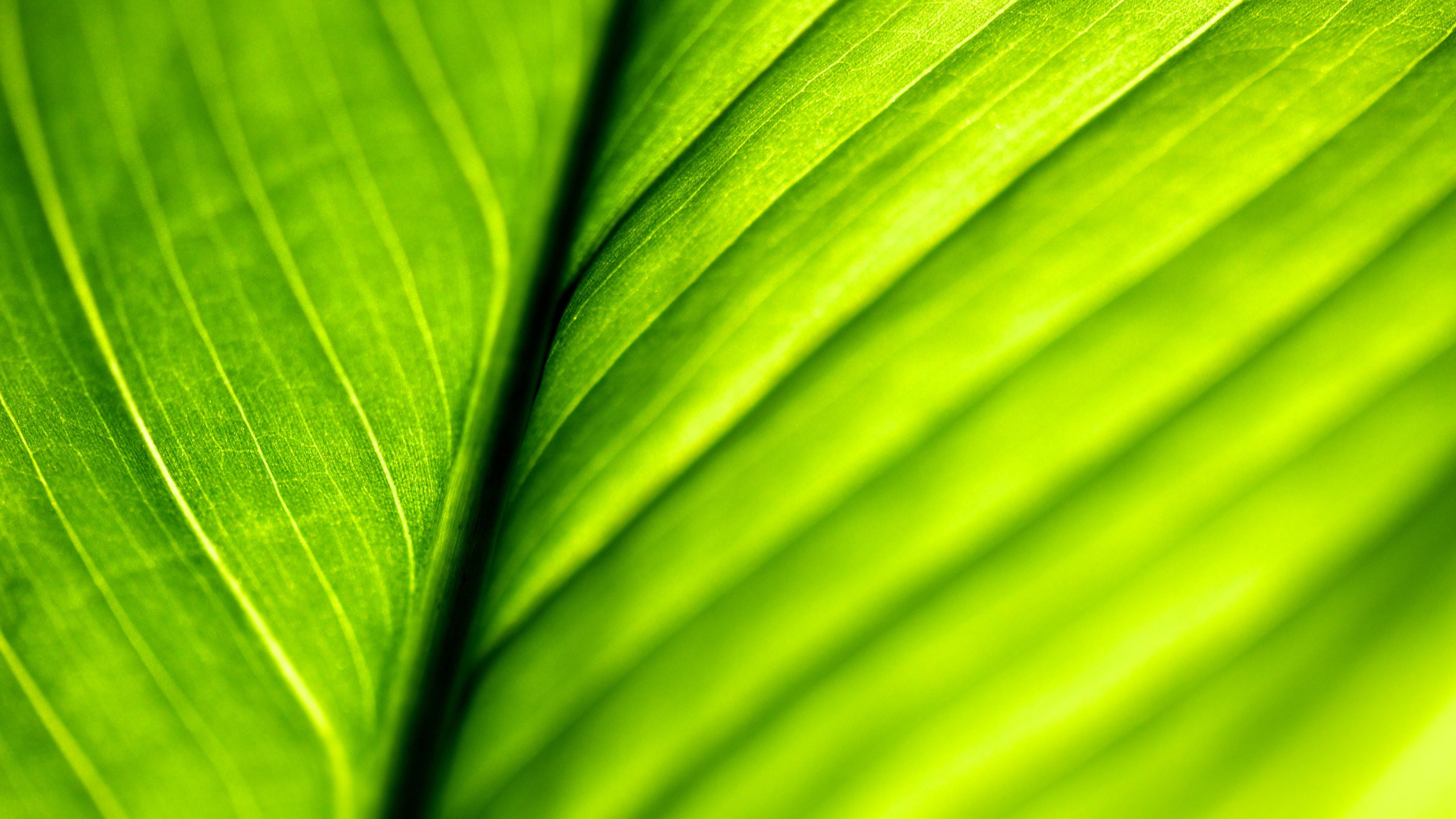 Green macro leaf photo