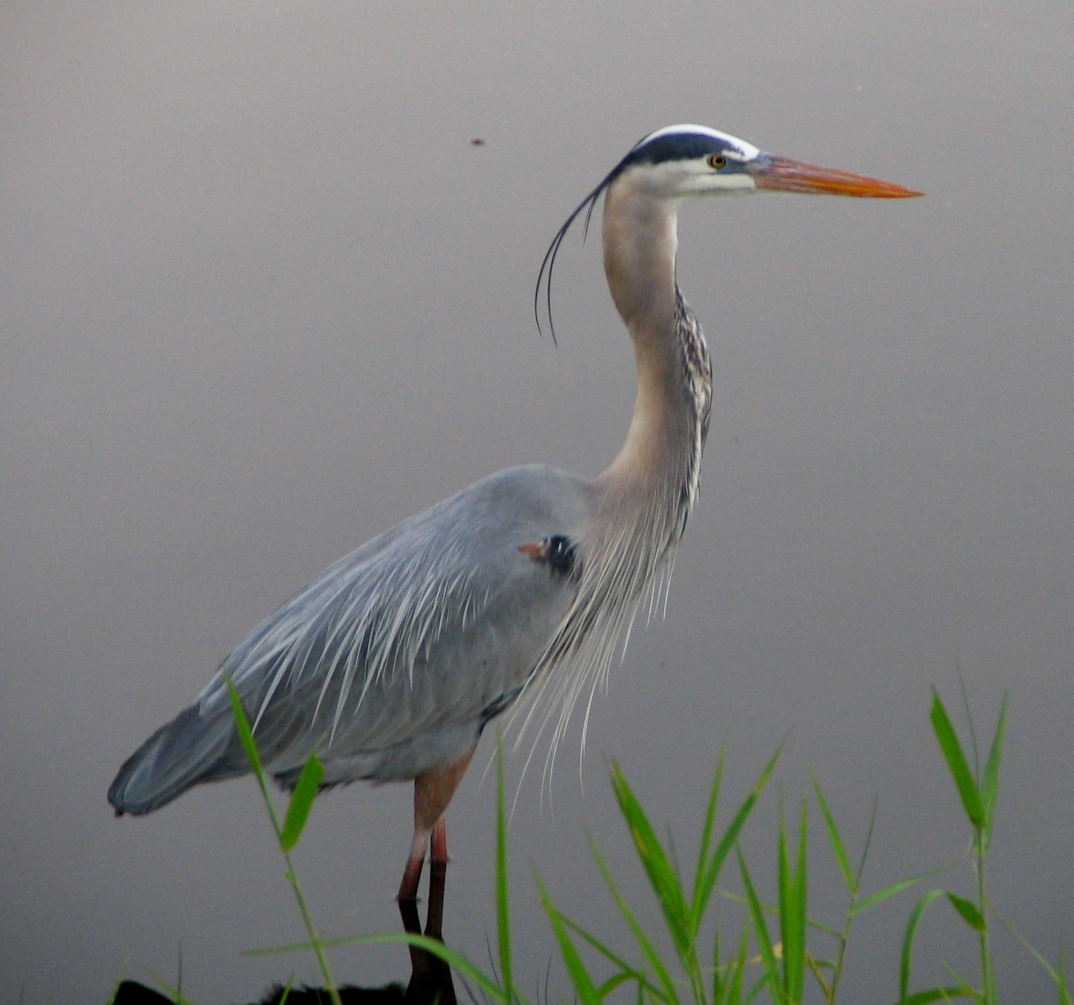 File:Myakka River - Great Blue Heron.jpg - Wikimedia Commons