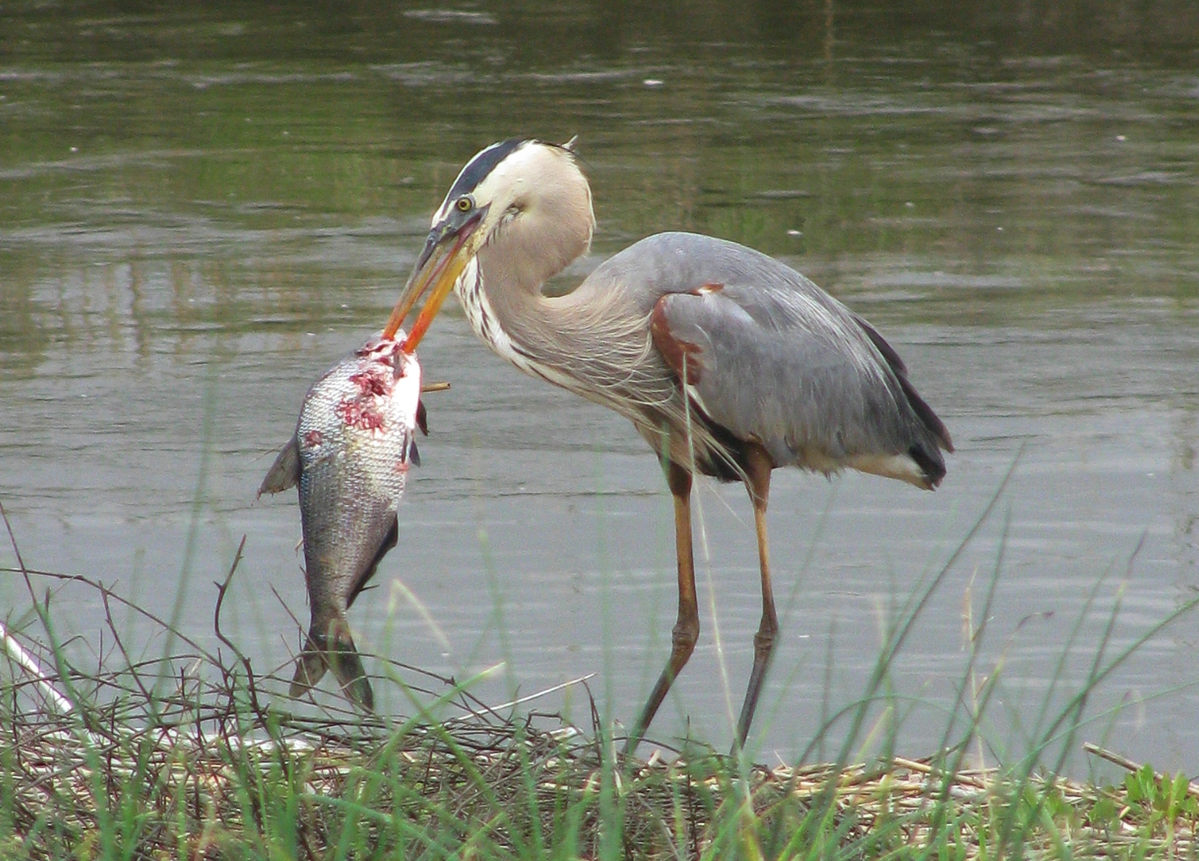 Great Blue Heron | The Nature of Delaware