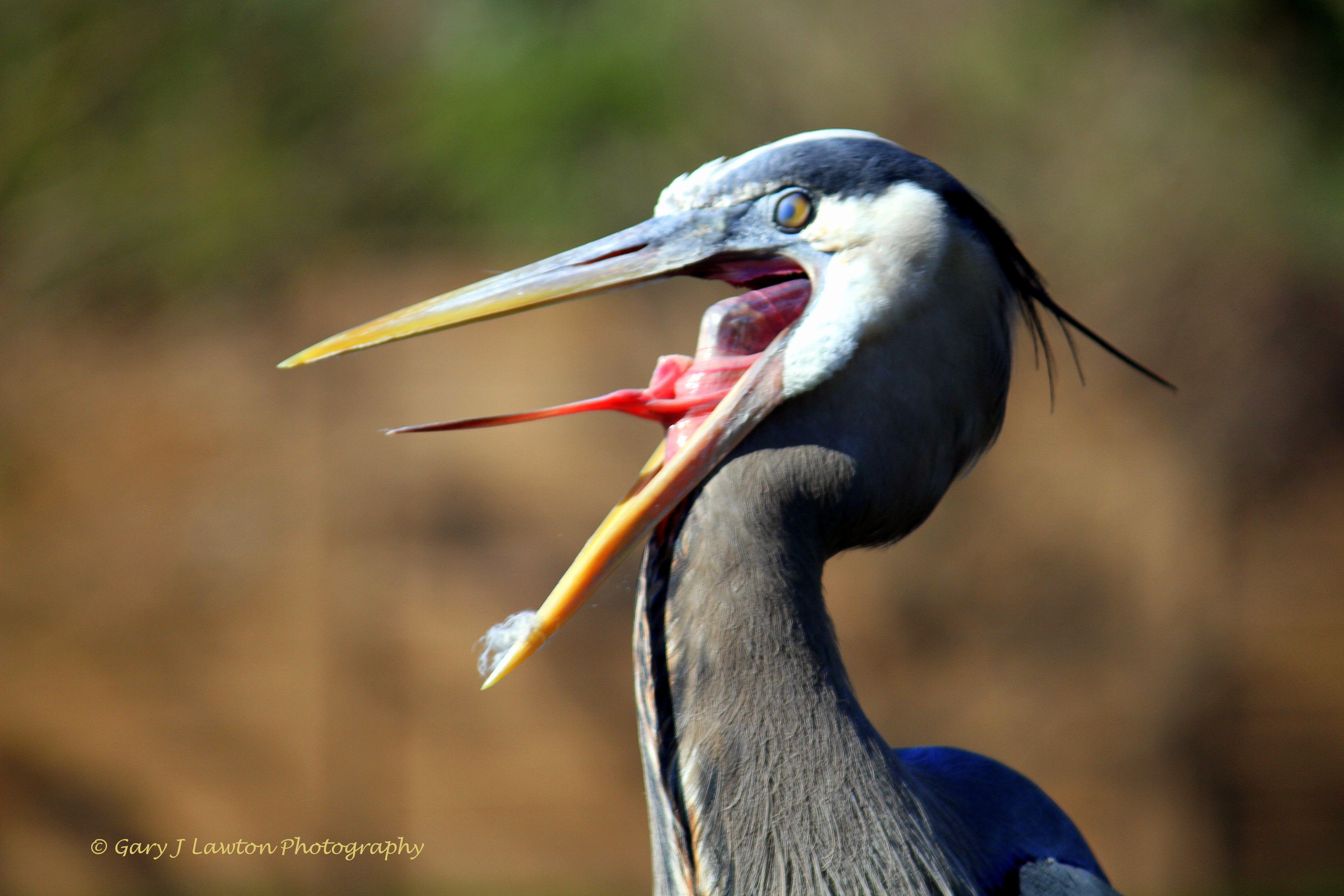 Great Blue Heron Tongue | naturechirp