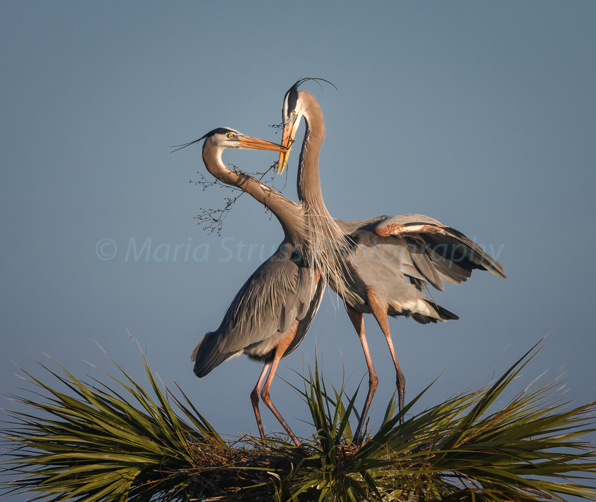 GREAT BLUE HERON LOVE STORY - Maria Struss Photography