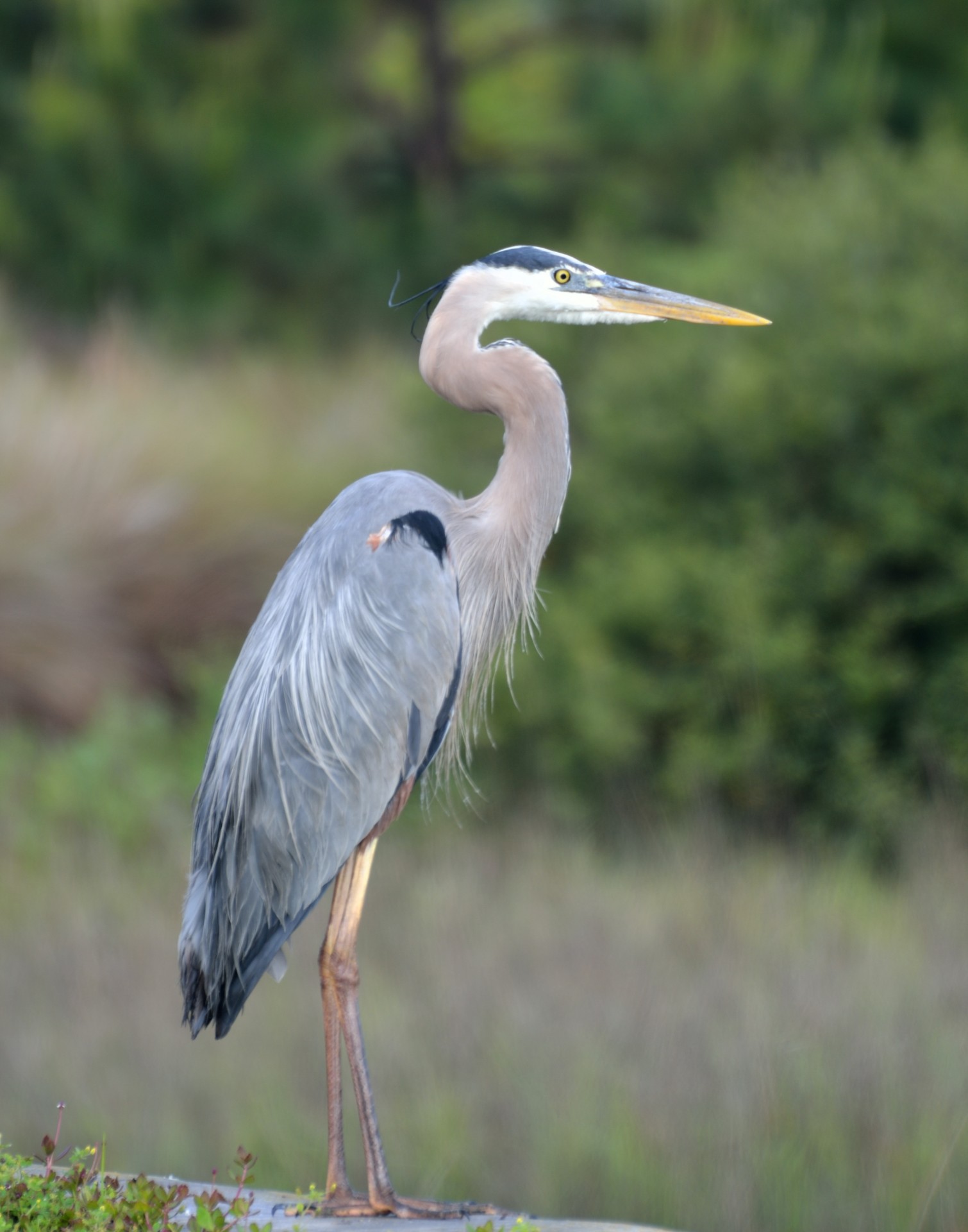 Great Blue Heron Free Stock Photo - Public Domain Pictures