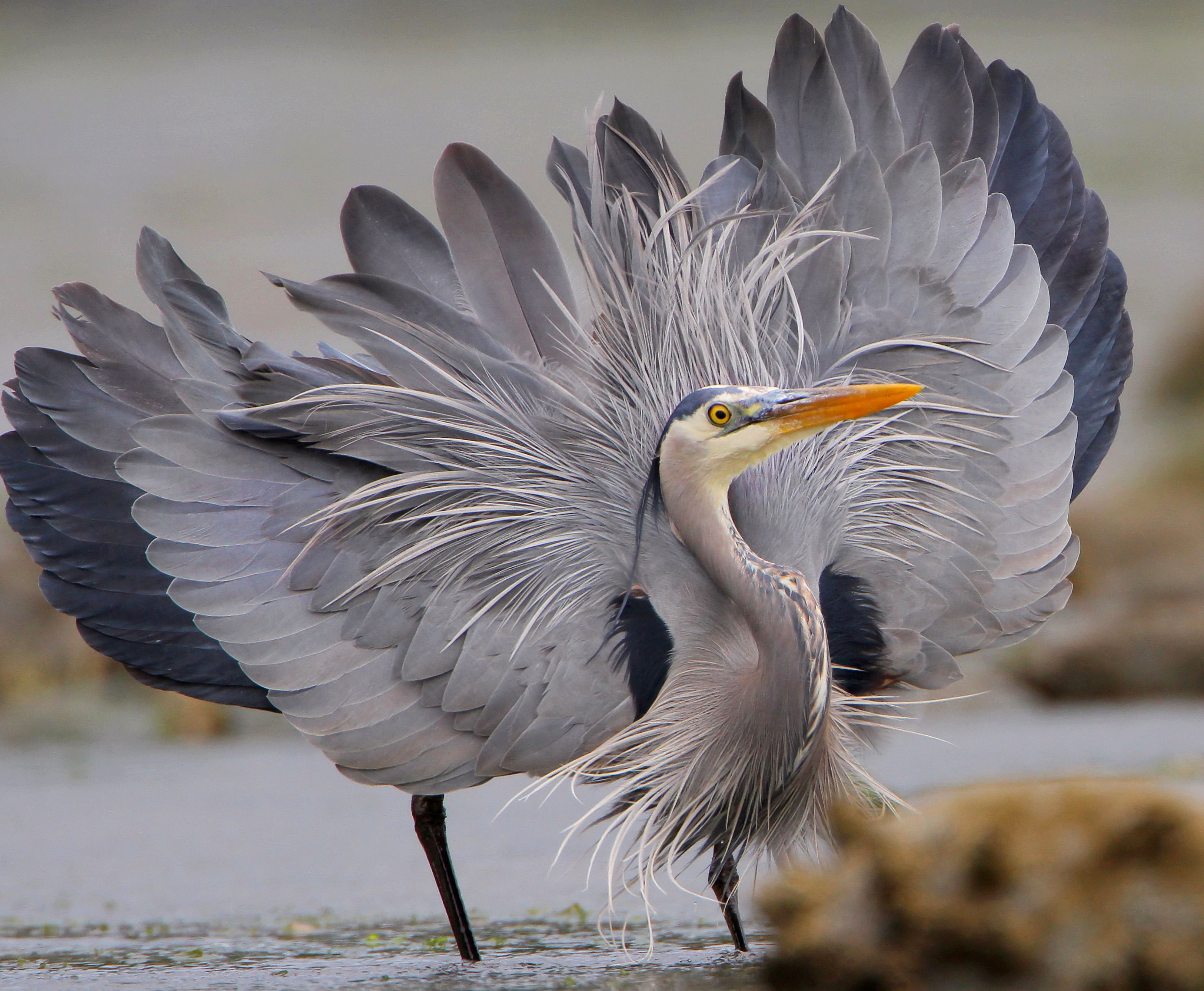 File:Great Blue Heron showing off for the camera 3396-001.jpg ...