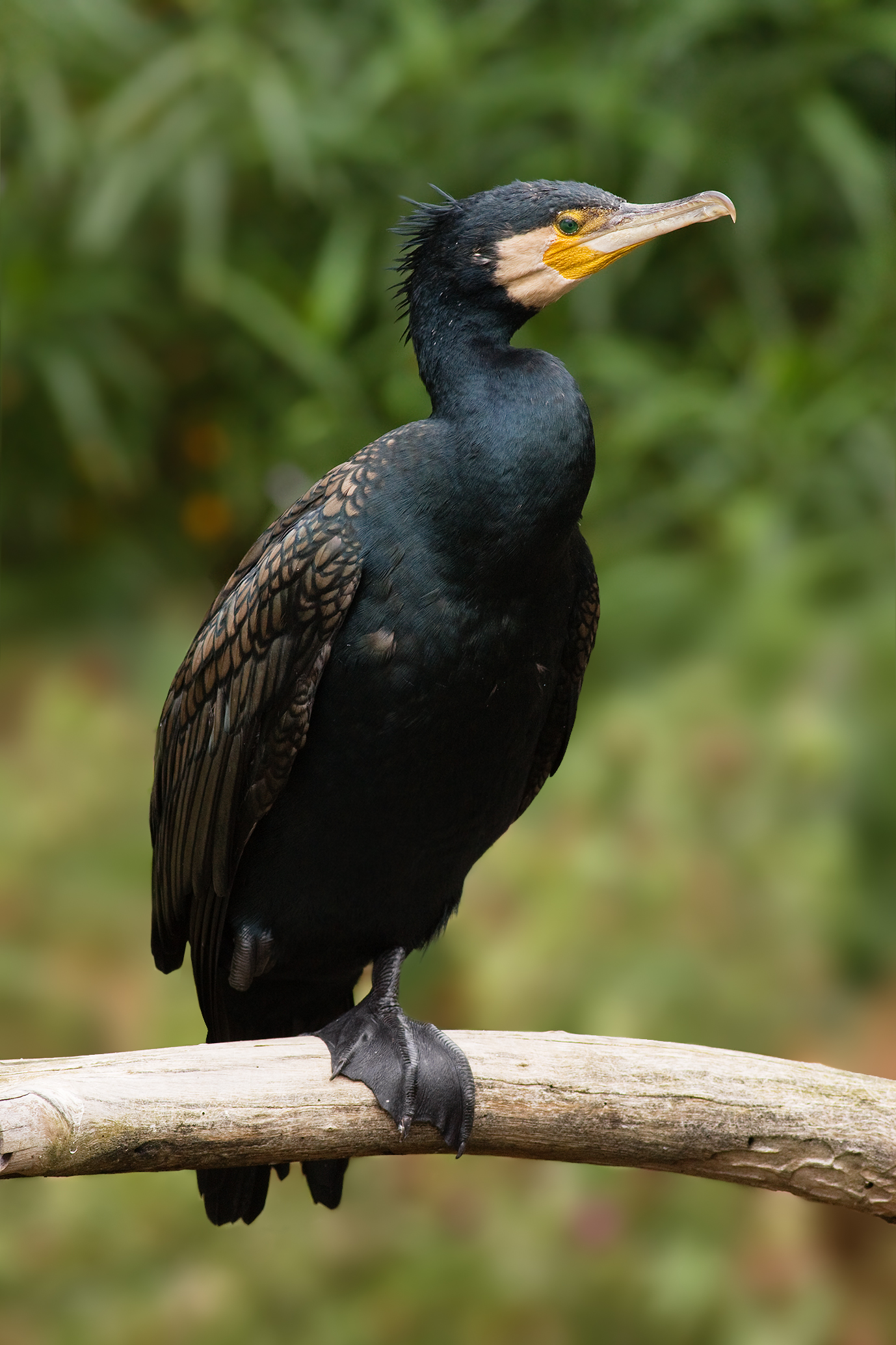 Great cormorant - Wikipedia