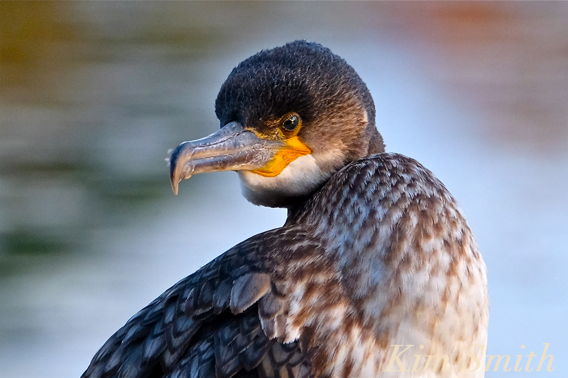 how to tell the difference between Great Cormorant and Double ...