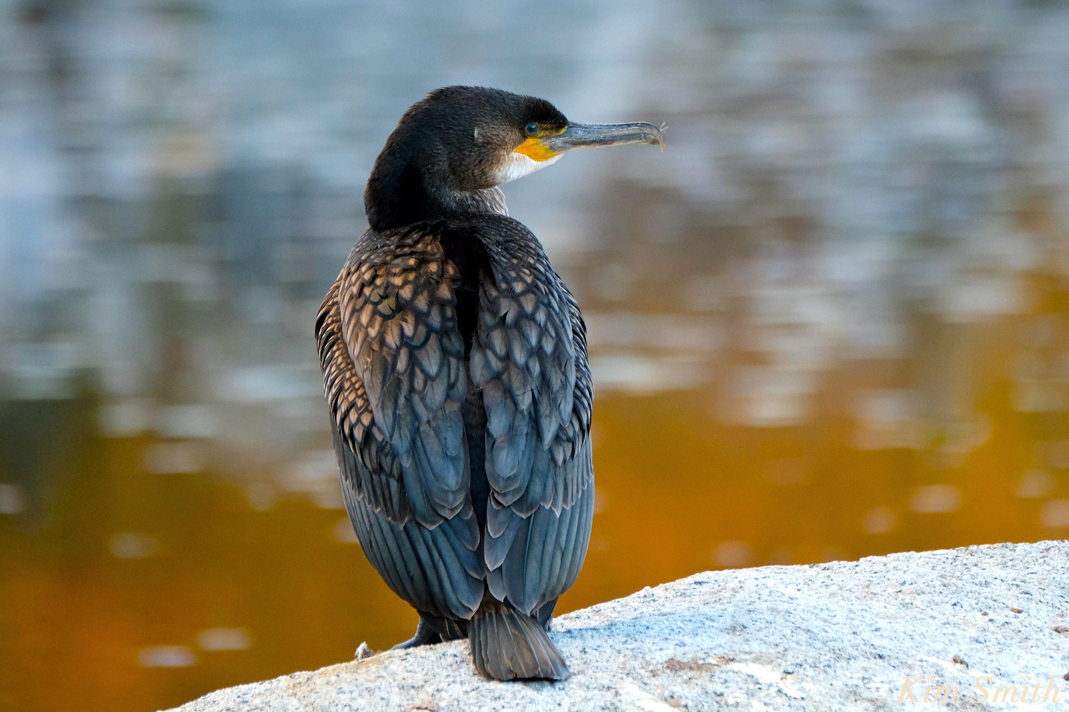 Great Cormorant Massachusetts | GoodMorningGloucester