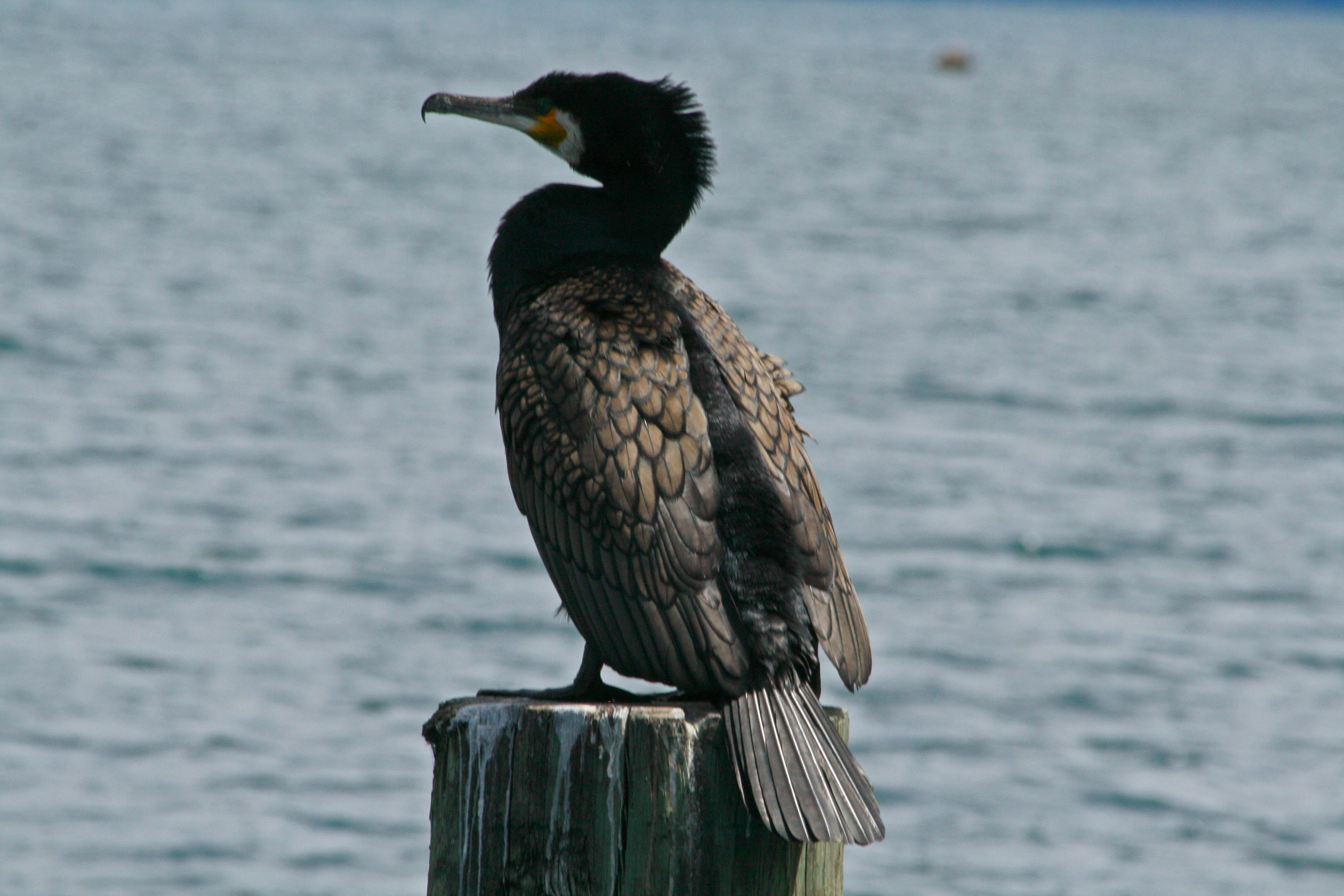 File:Great Cormorant RWD1.jpg - Wikimedia Commons