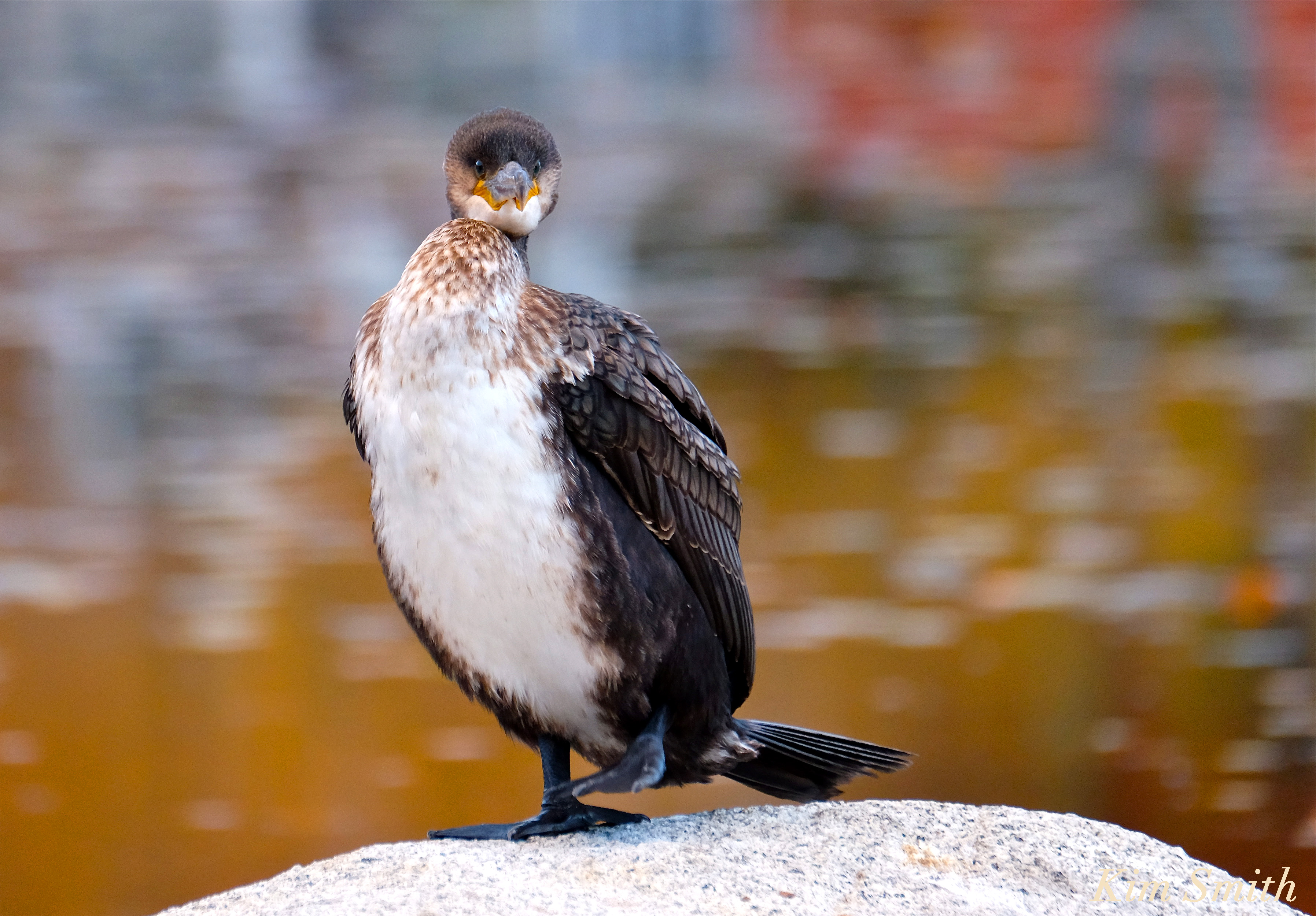 how to tell the difference between Great Cormorant and Double ...