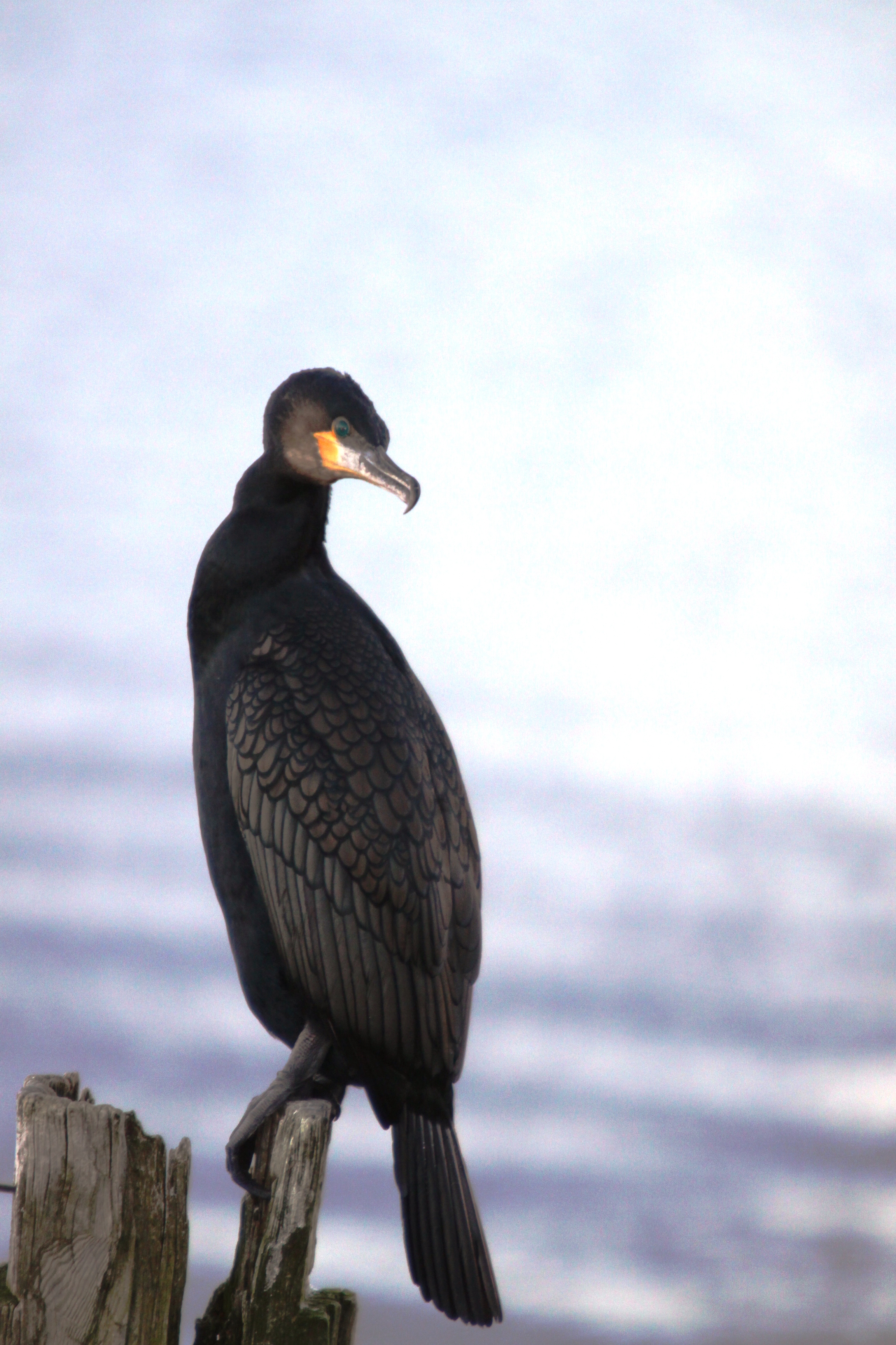 Great Cormorant / Storskarv – Maricult