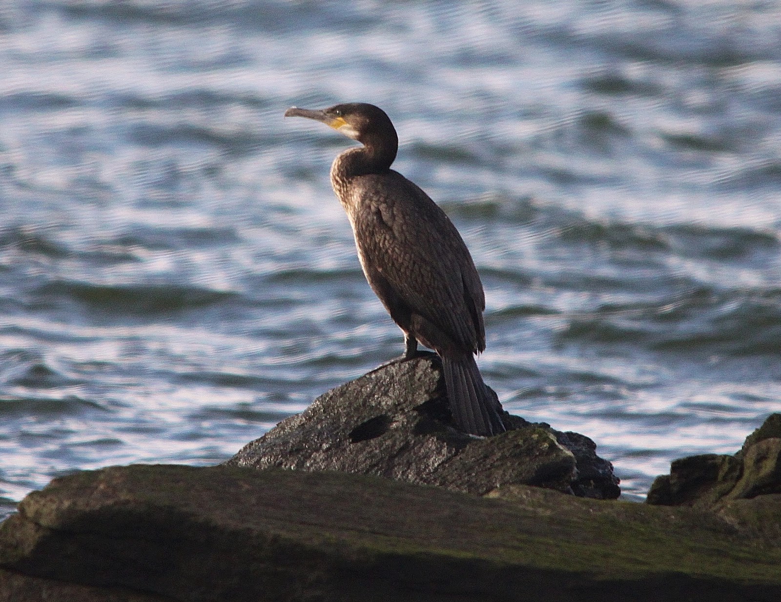 A Great Cormorant Comes back to the Bay | Nature on the Edge of New ...