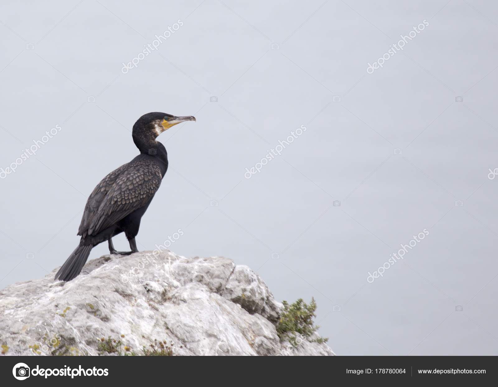 Great Cormorant (Phalacrocorax carbo) — Stock Photo © Fireglo #178780064