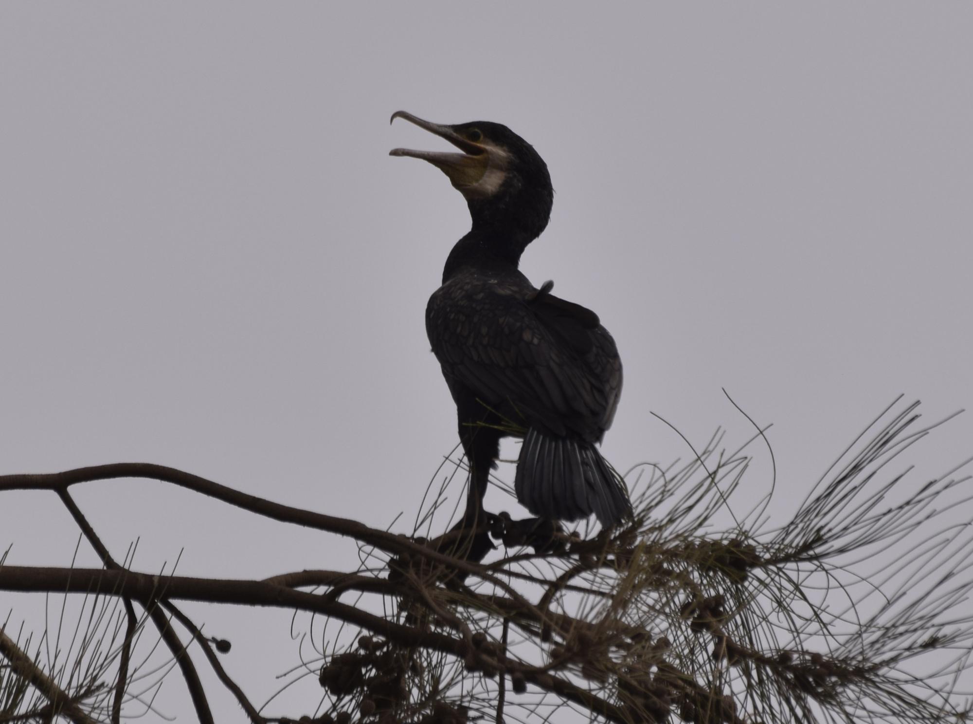 Great Cormorant (Phalacrocorax carbo) Great Cormorant | the Internet ...