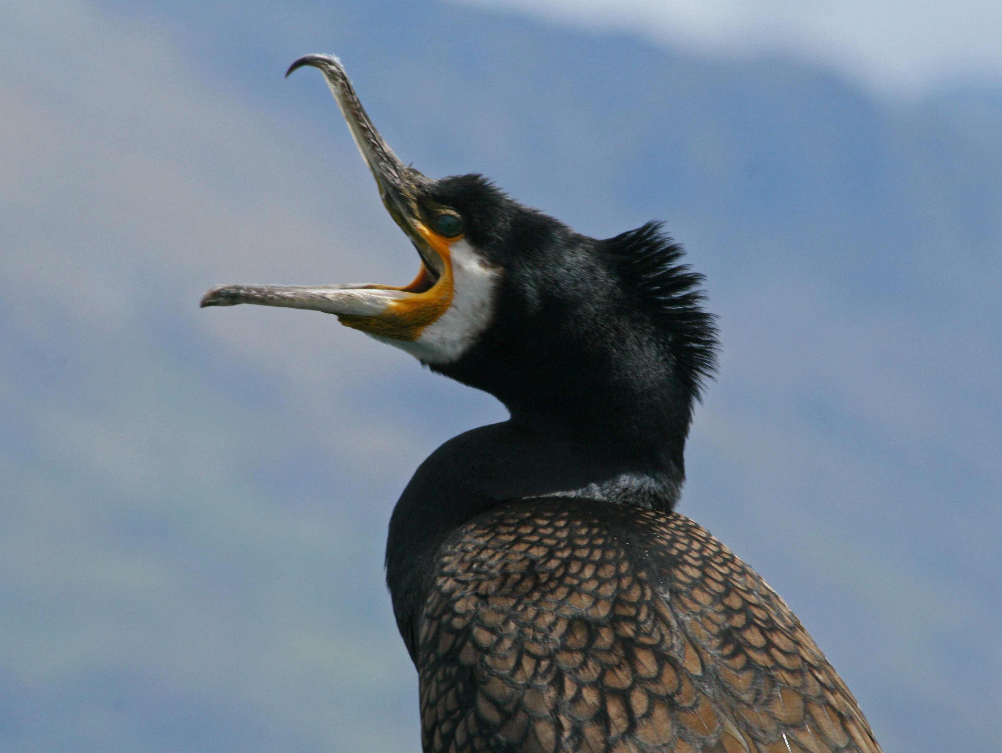 File:Great Cormorant RWD2.jpg - Wikimedia Commons