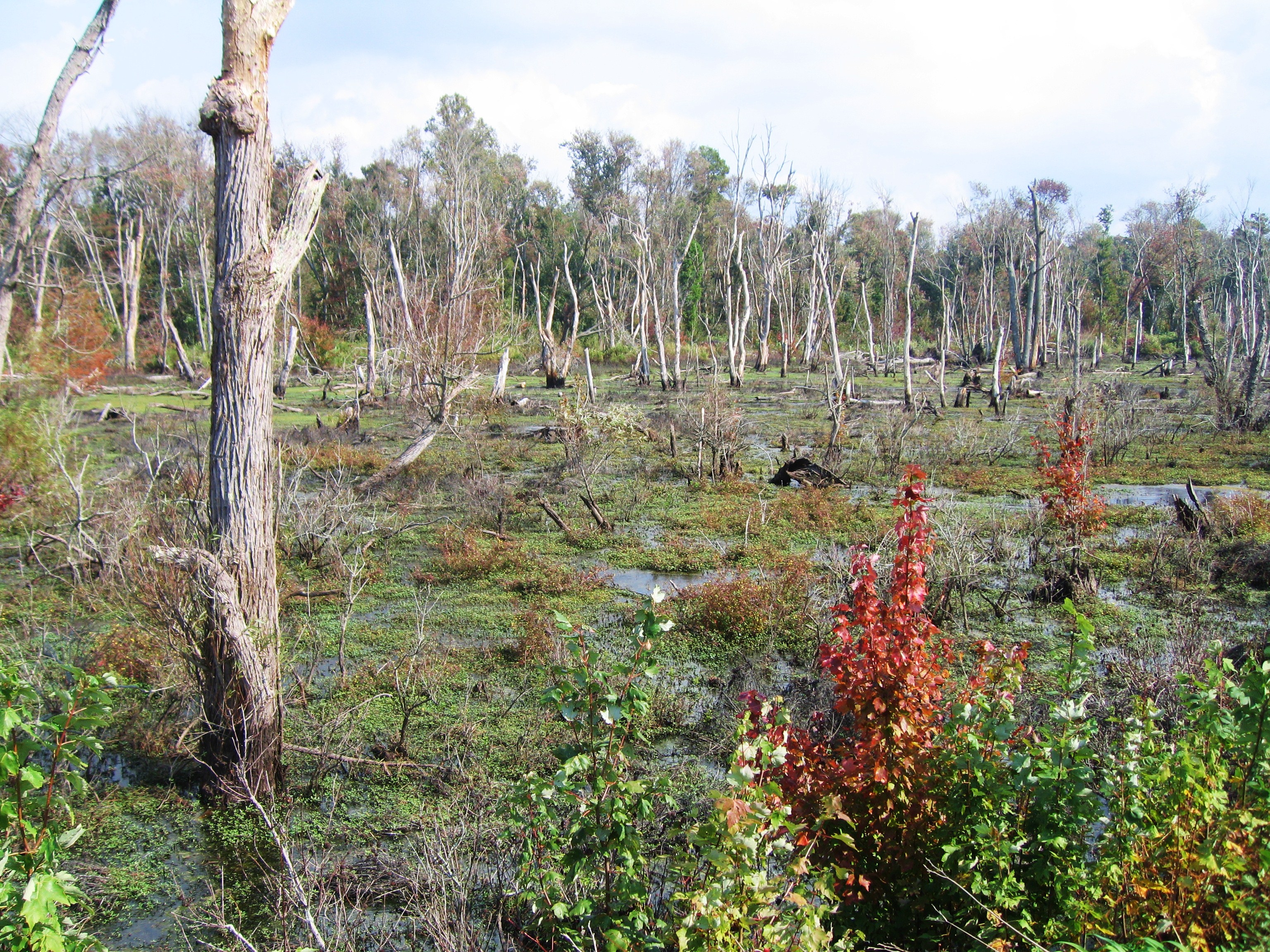 On the Road: Great Dismal Swamp | Pat Bean's blog