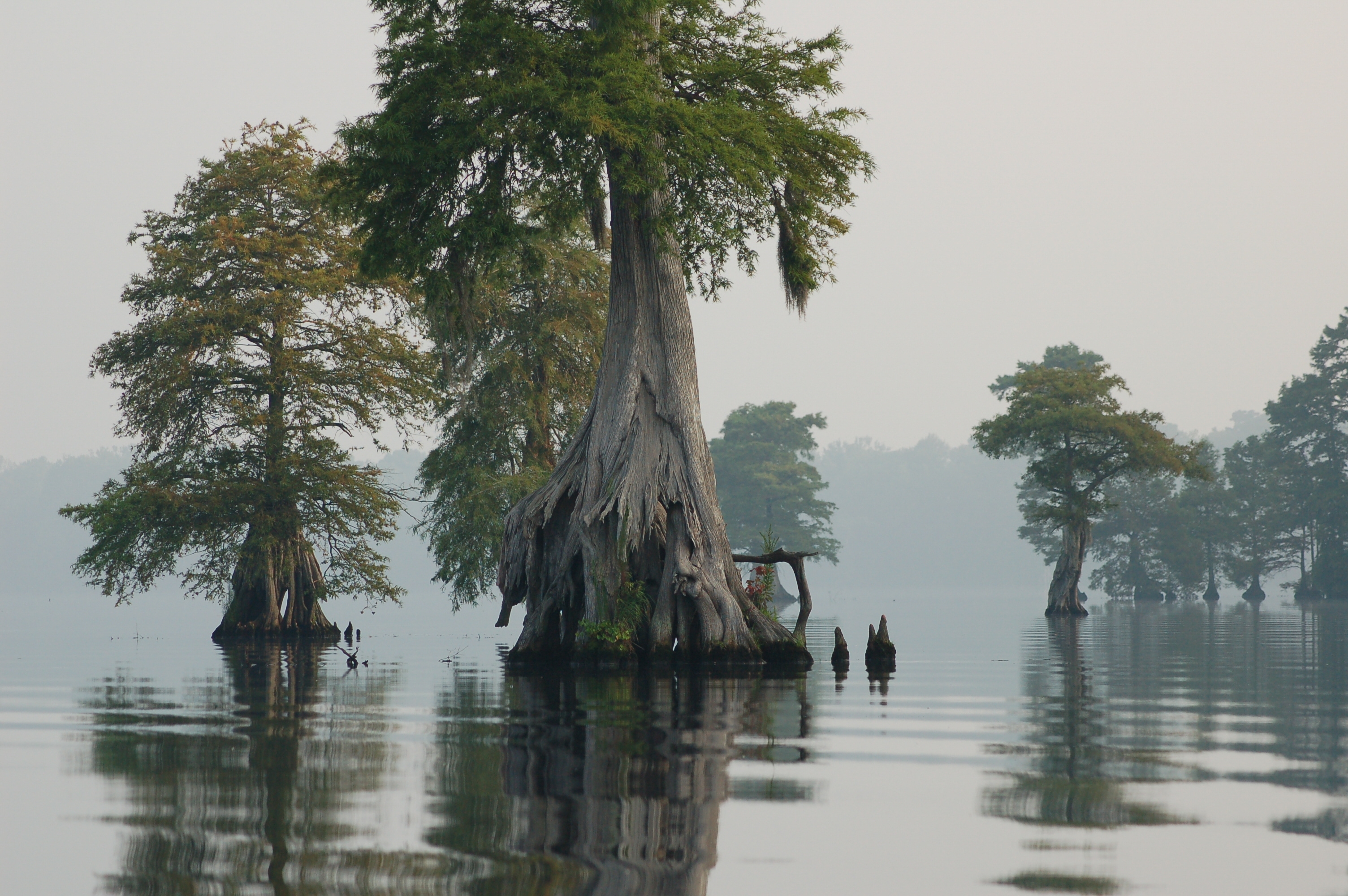 The Great Dismal Swamp - 99% Invisible