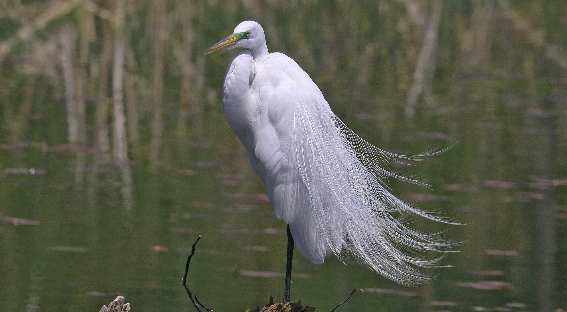 The Graceful Great Egret - Forest Preserve District of Will County
