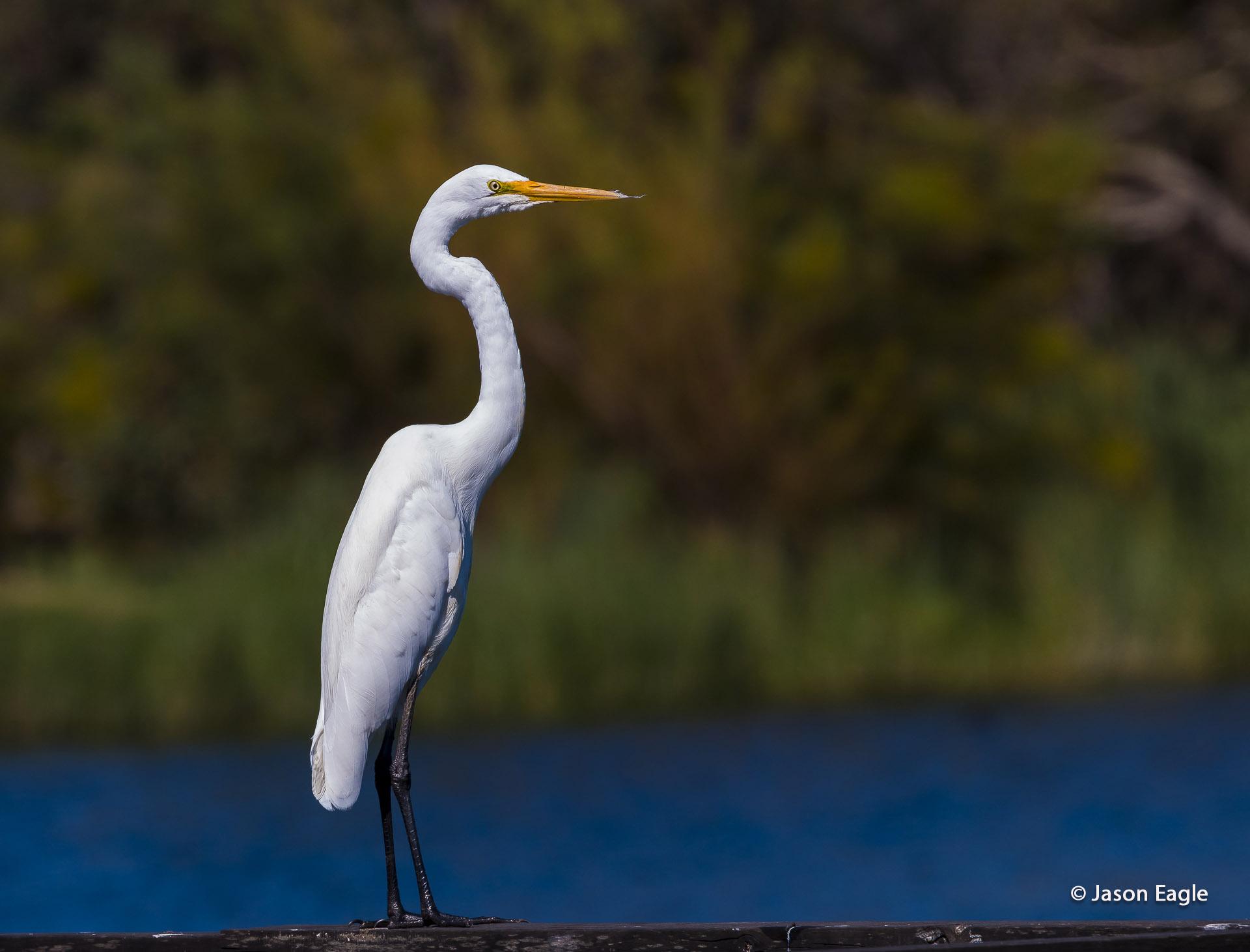 Great White Egret (Ardea alba) Great egret surveying the lake for ...
