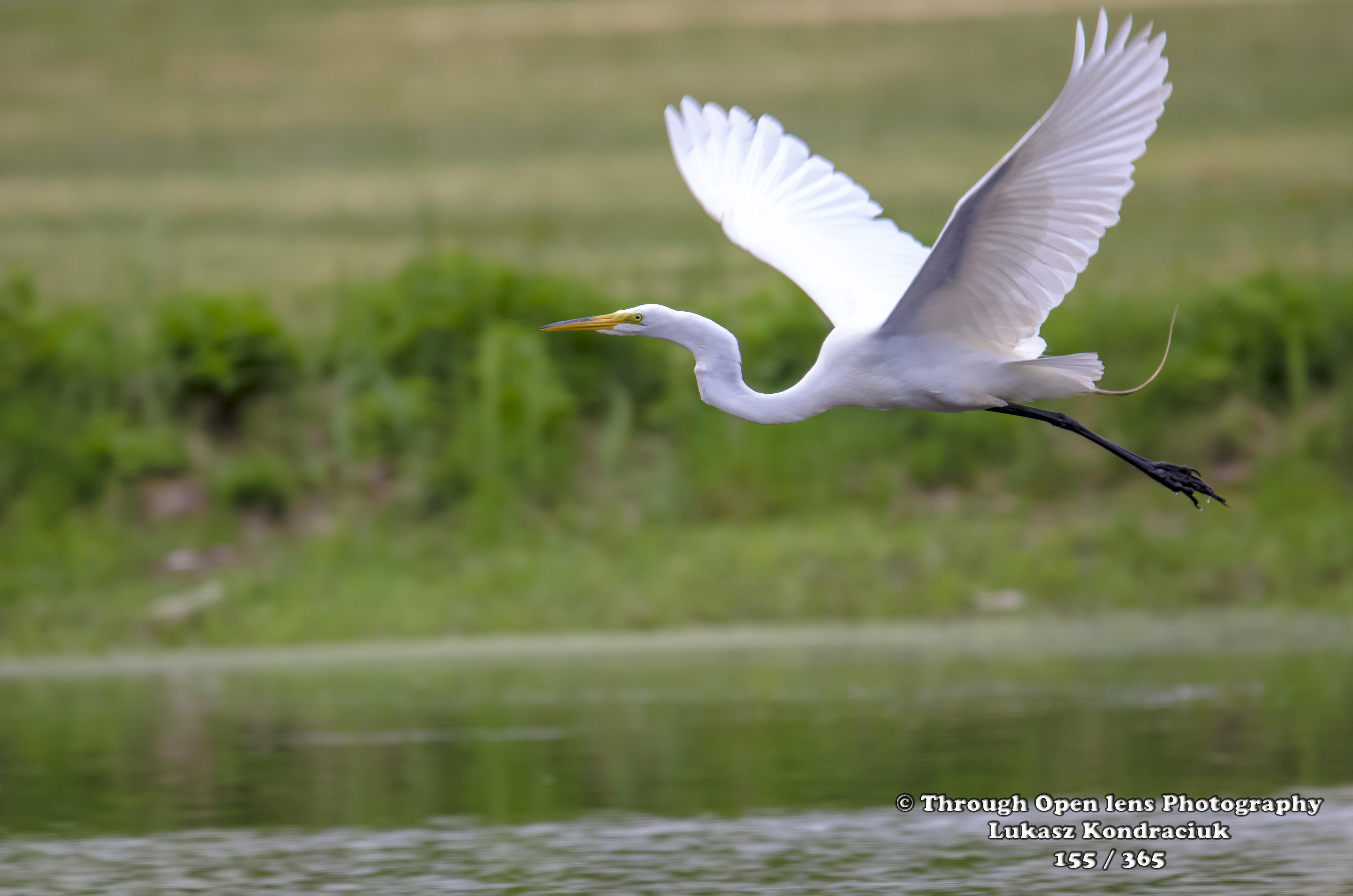 Great Egret – Through Open Lens
