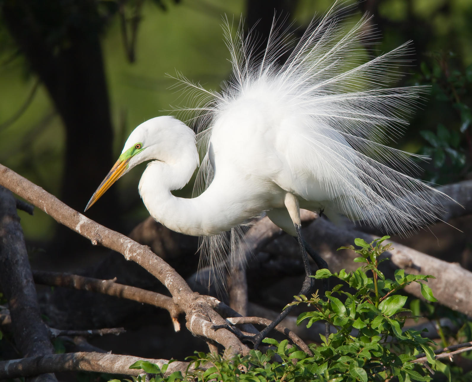 Great Egret | Audubon Texas