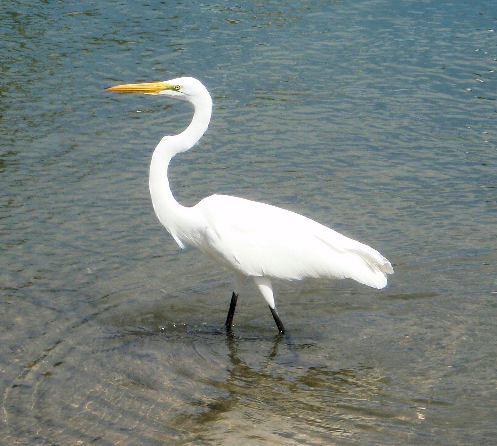 Great Egret | Mexico – Fish, Marine Life, Birds and Terrestrial Life