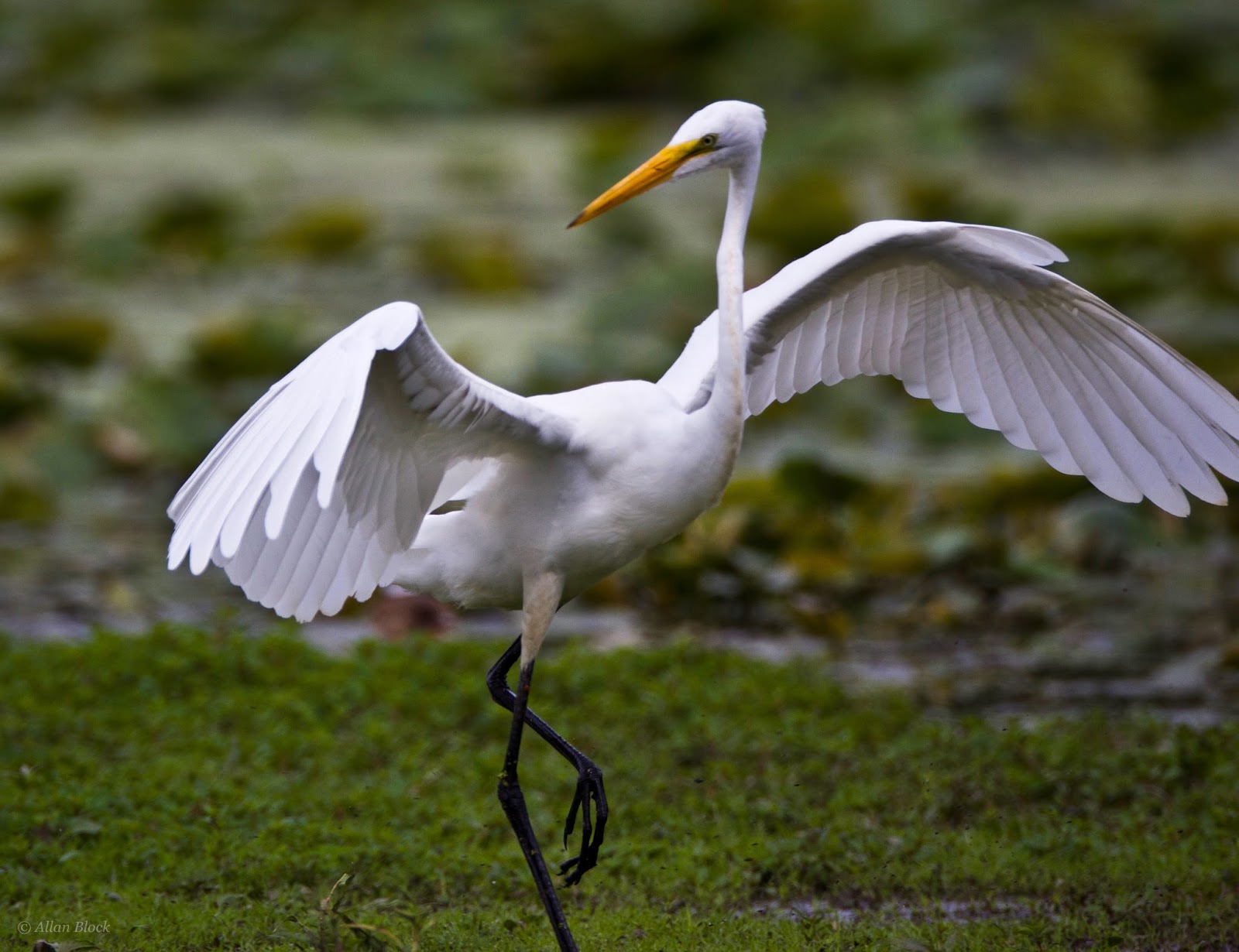 Feather Tailed Stories: Great Egret/Great Blue Heron