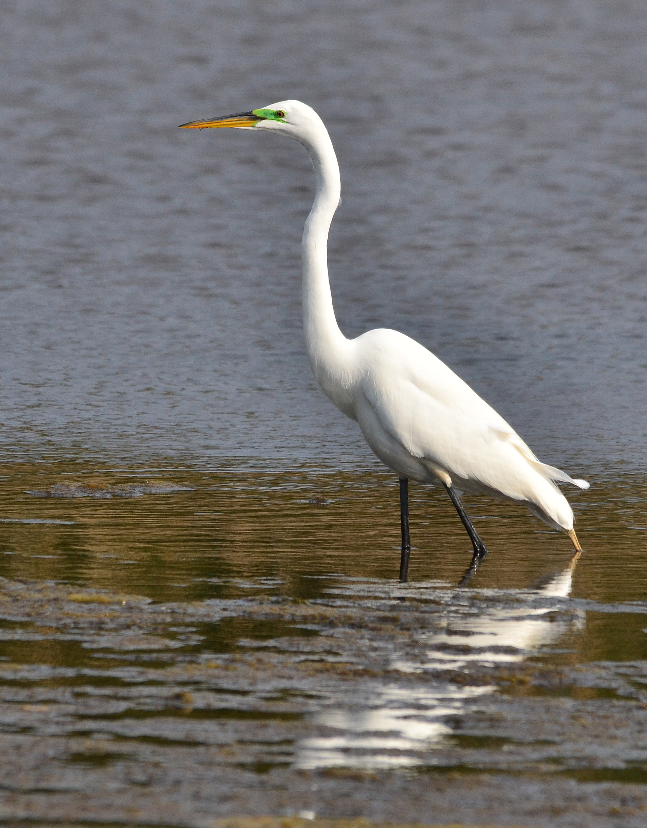 Great Egret | My Birding Photos