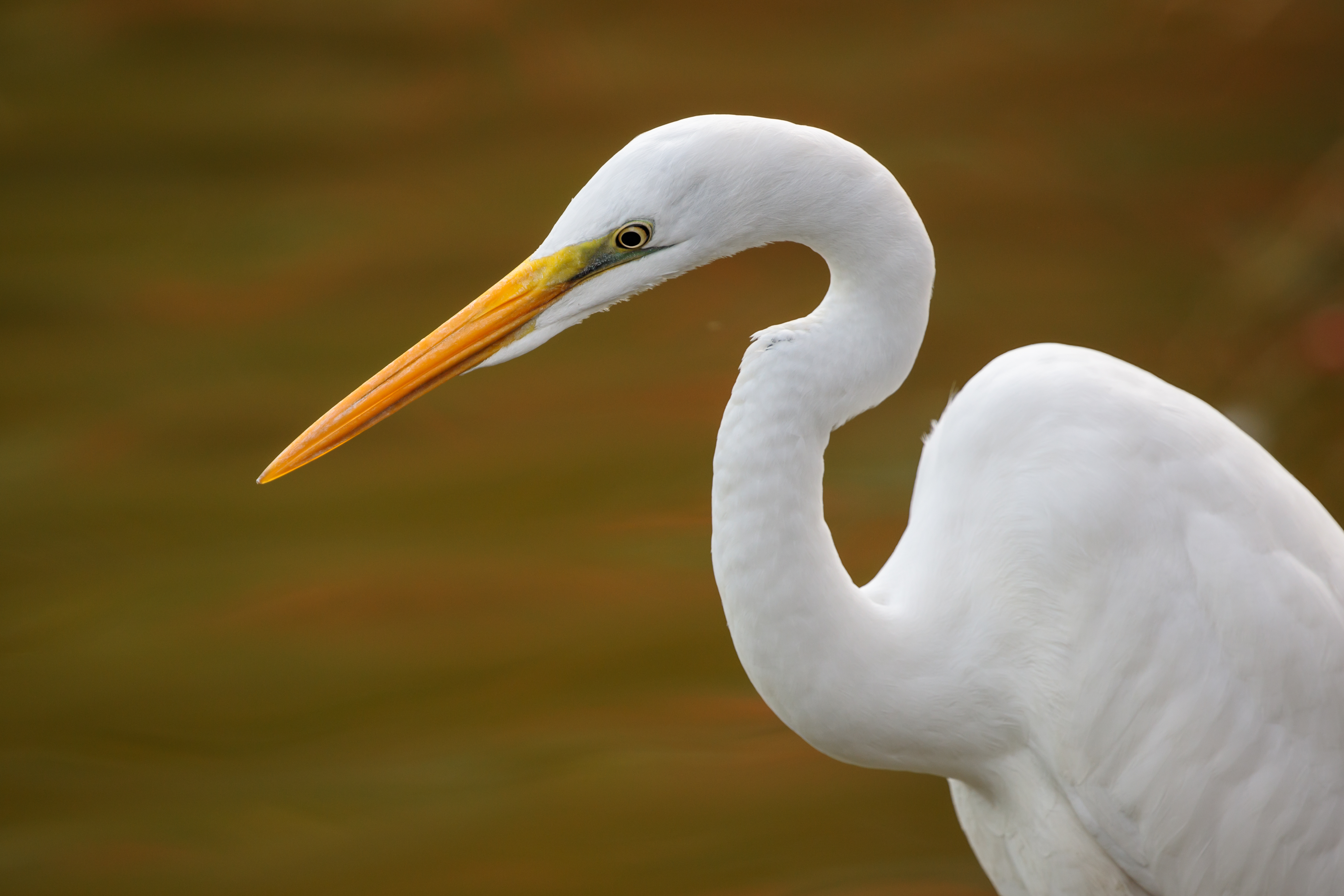 File:Eastern great egret (Close-up of the head area) at Tennōji Park ...