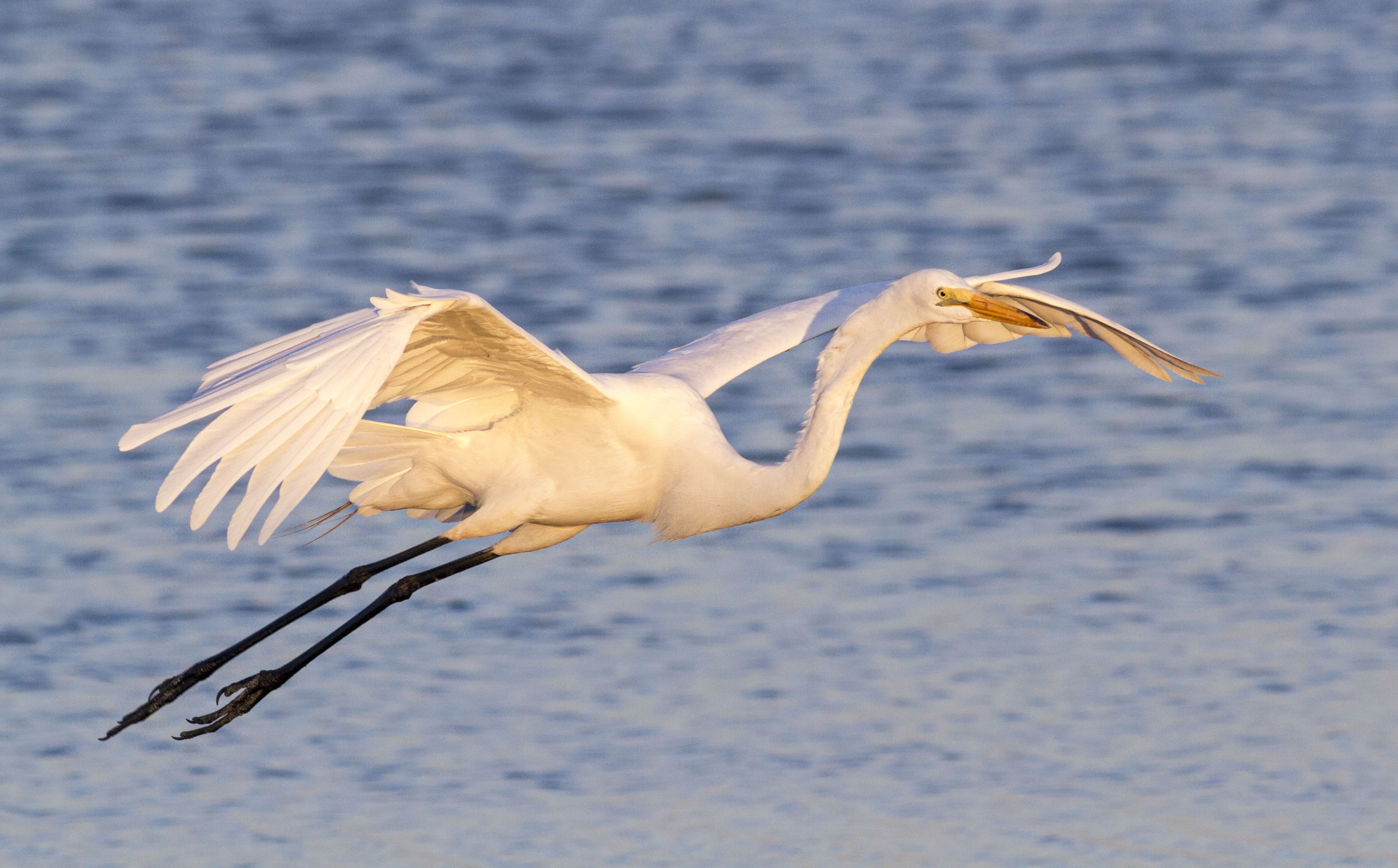 Guide to Watching Herons and Egrets in California