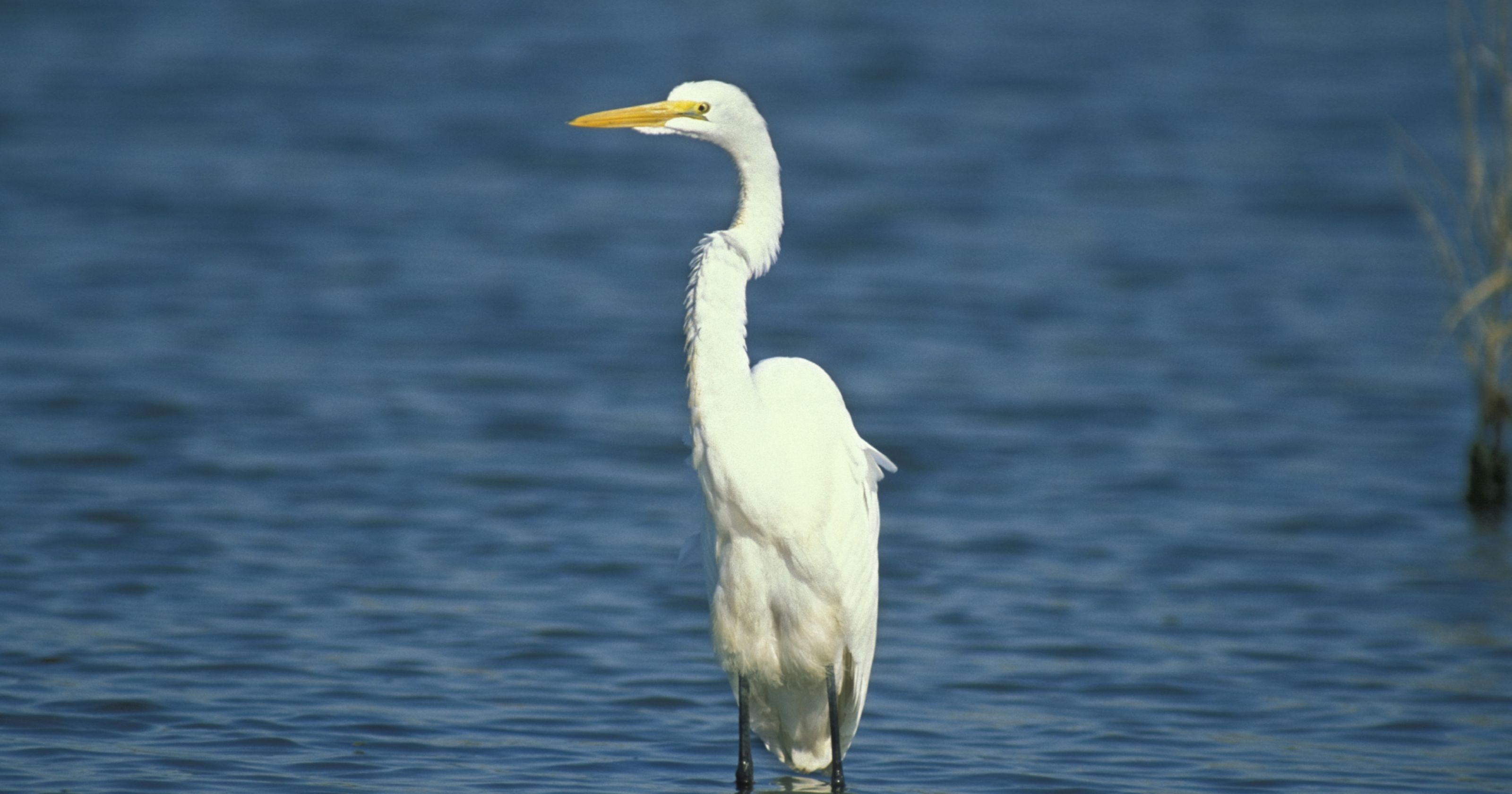 Critter of the week: Great egret