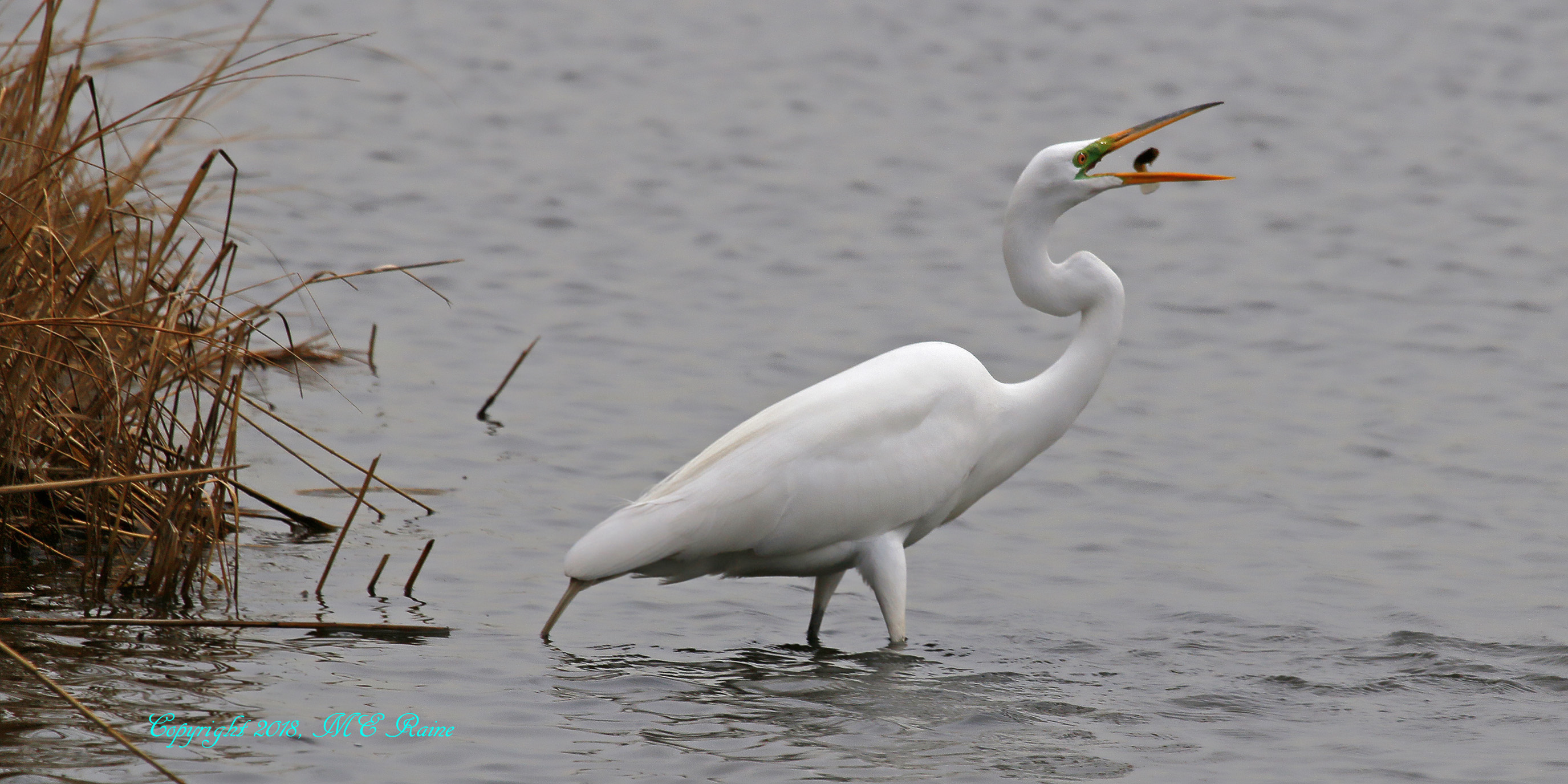 A Really “Great” Egret | The Meadowlands Nature Blog