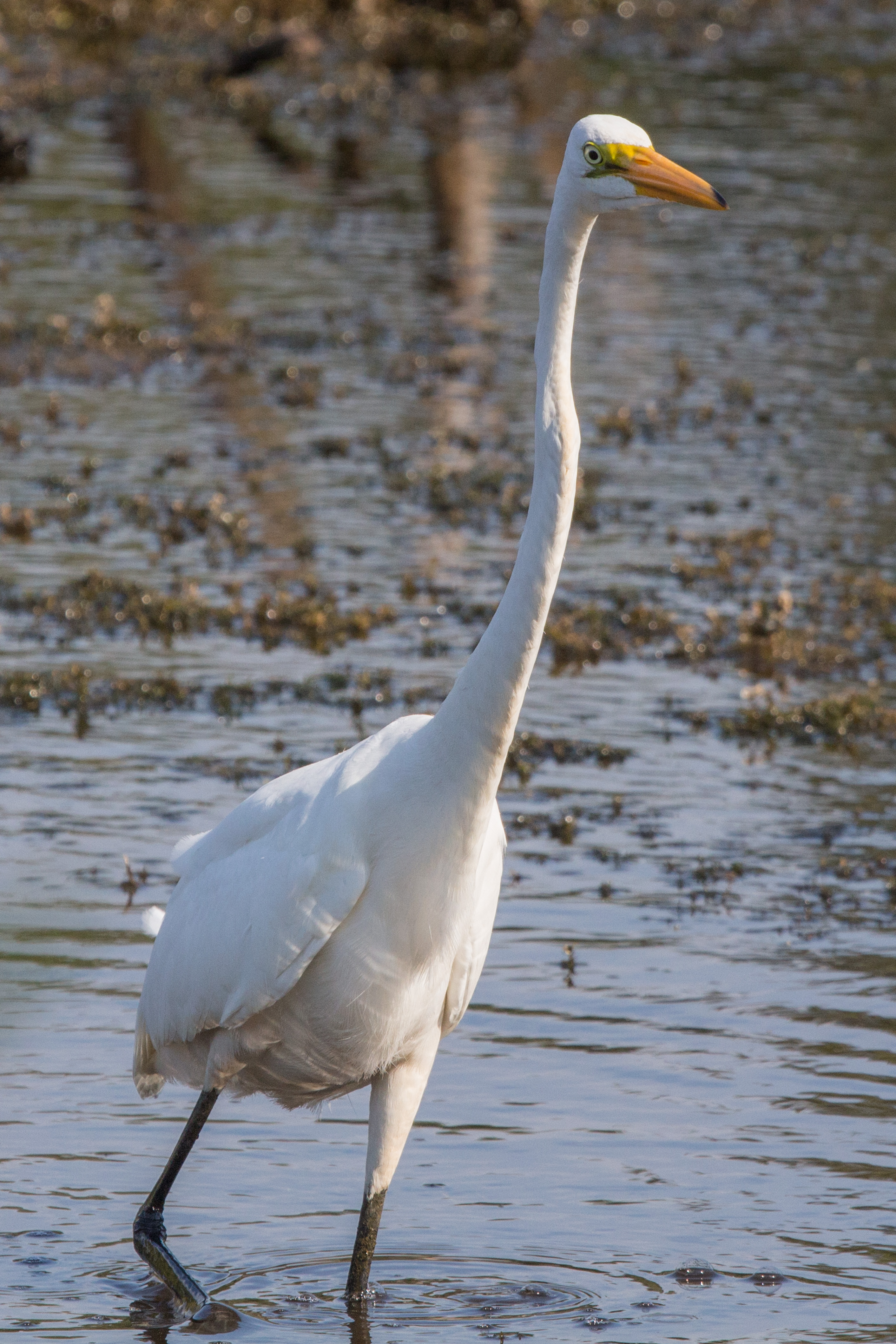 Great egret photo