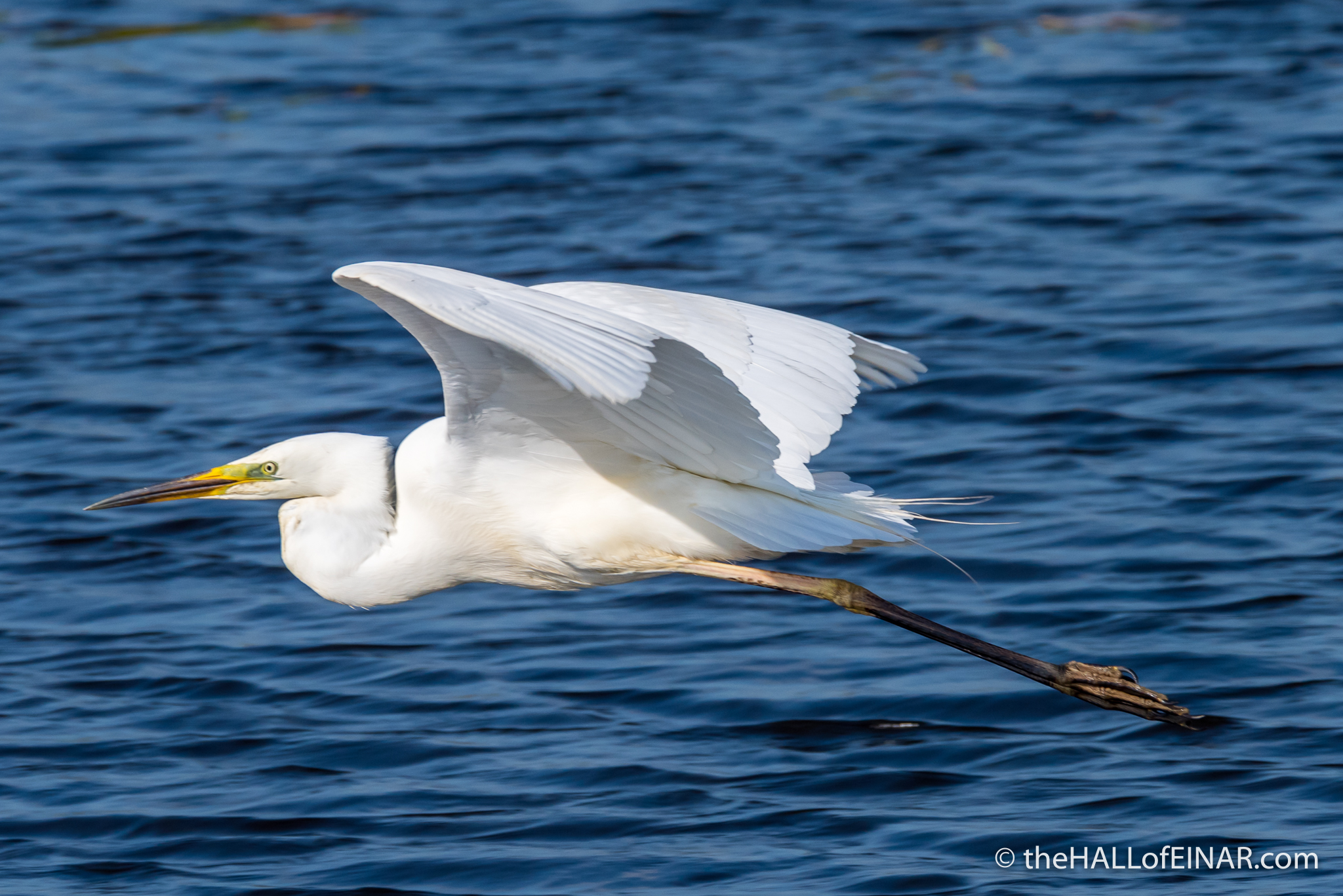 Great White Egret at RSPB Ham Wall – the HALL of EINAR