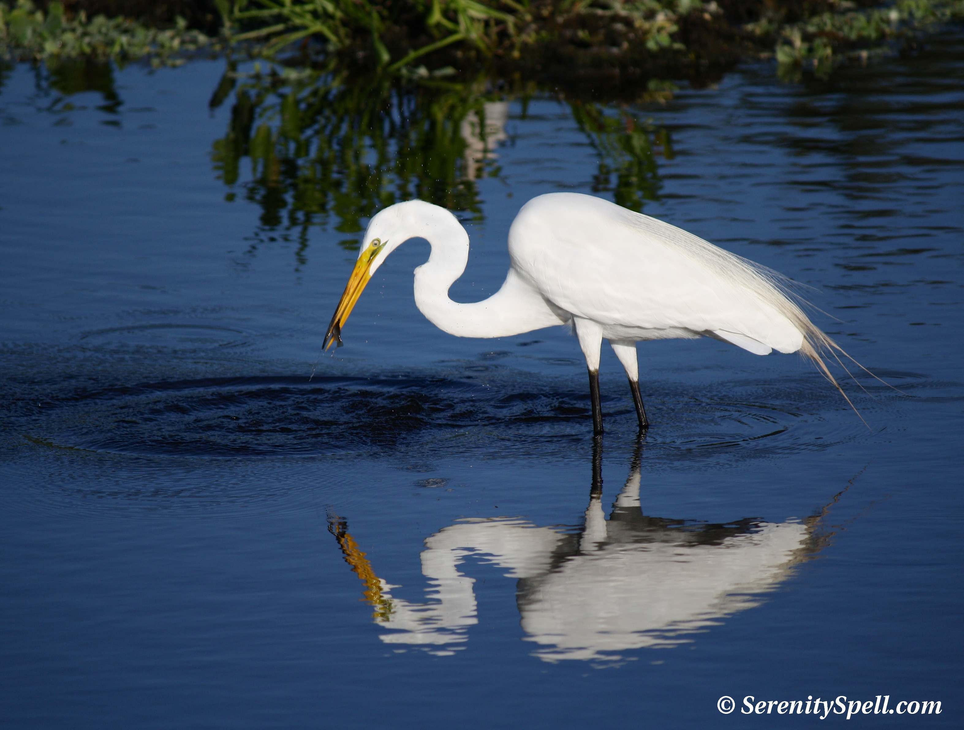 Great Egrets | Serenity Spell