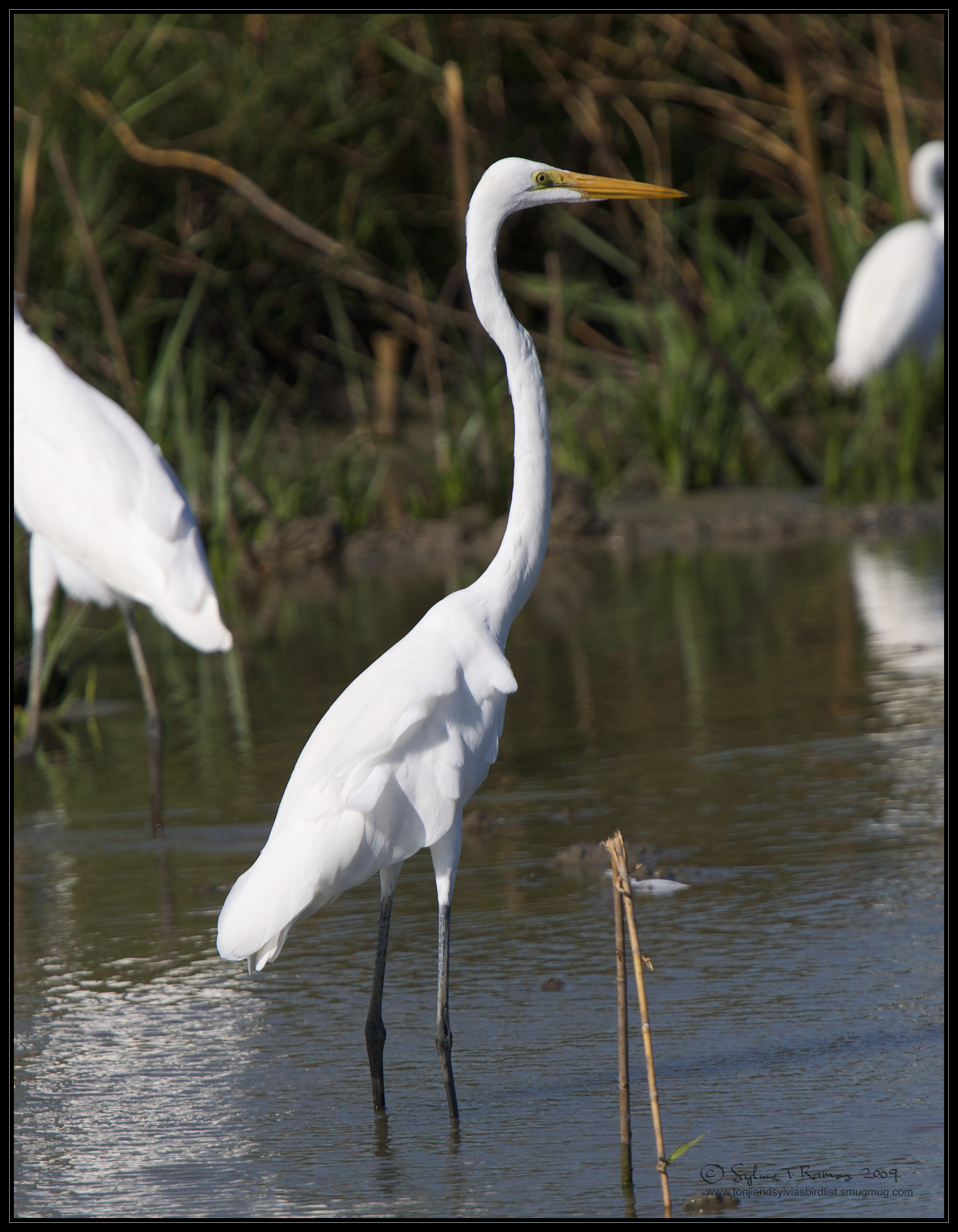 ASK THE EXPERTS ABOUT GREAT AND INTERMEDIATE EGRETS | eBON