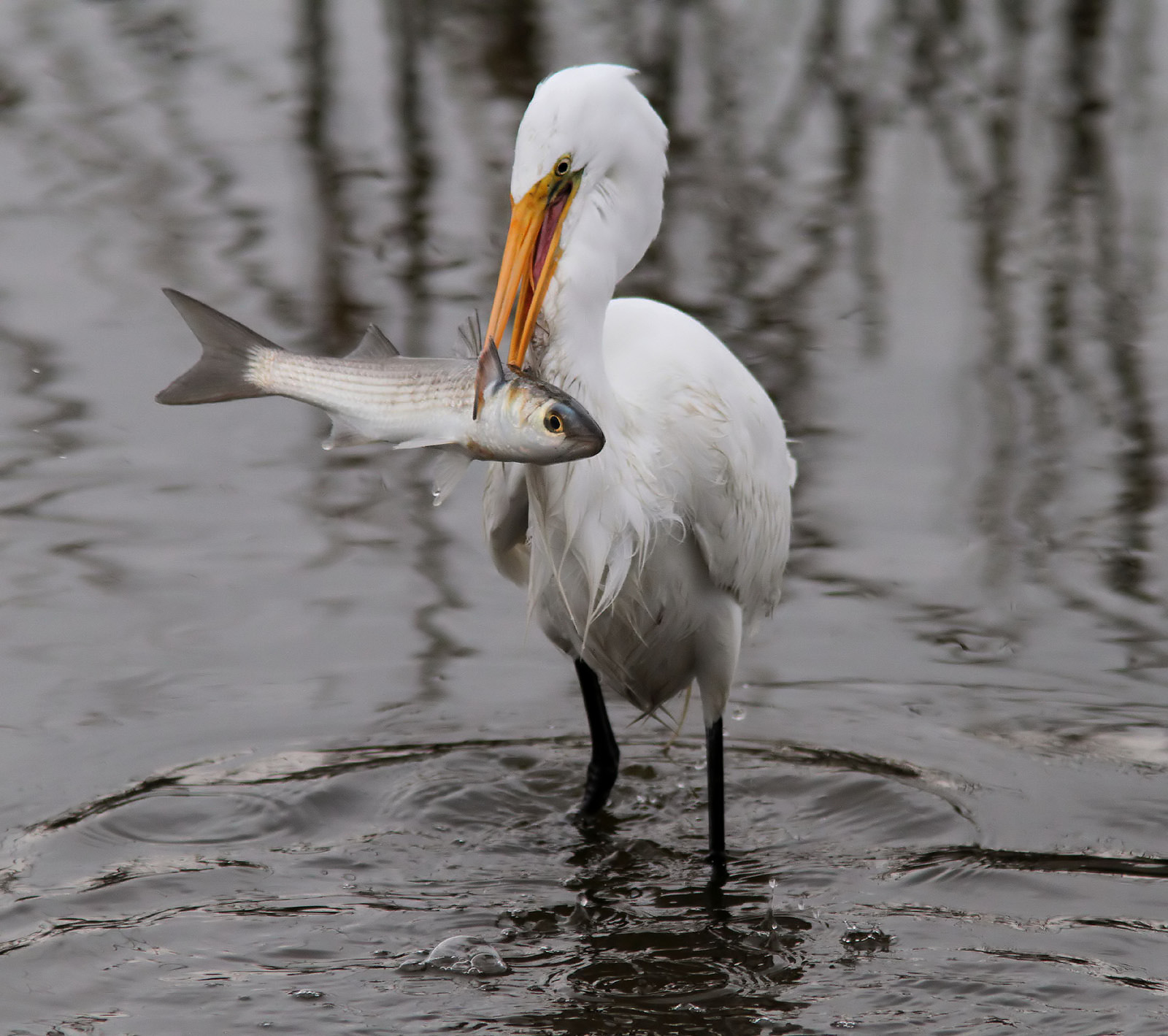 Great Egret Photos | Phil Lanoue Photography