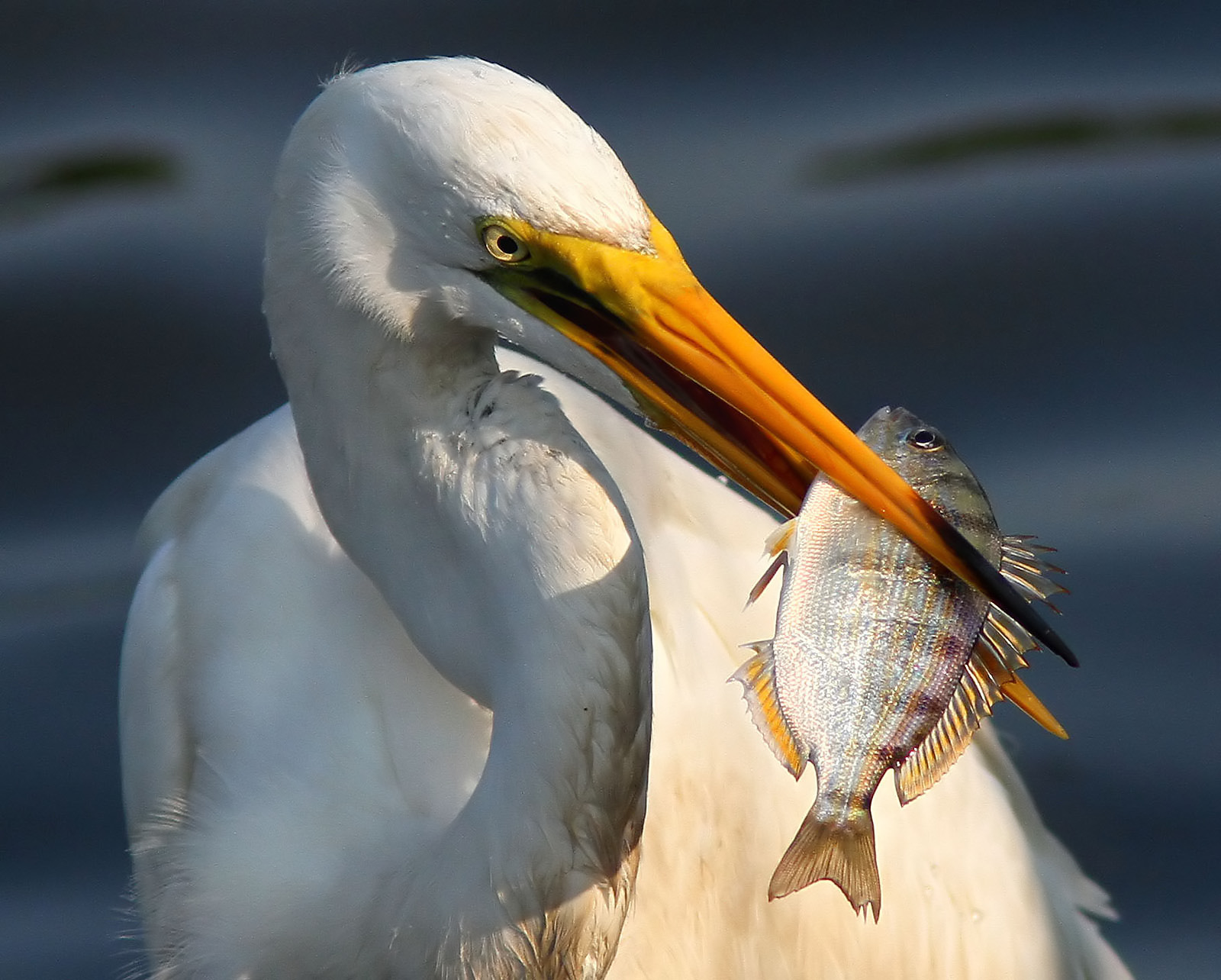 Great Egret Photos | Phil Lanoue Photography