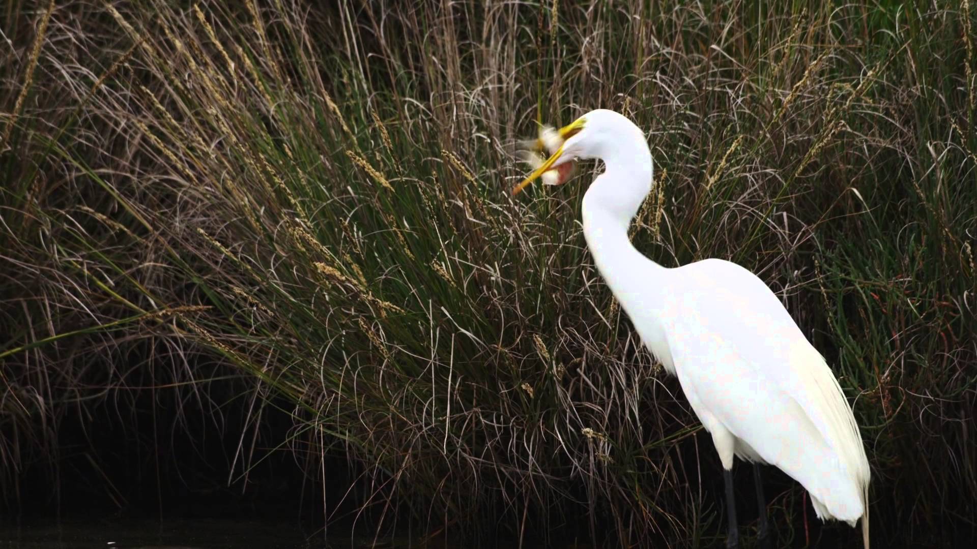Great Egret Swallows a Large Fish - YouTube