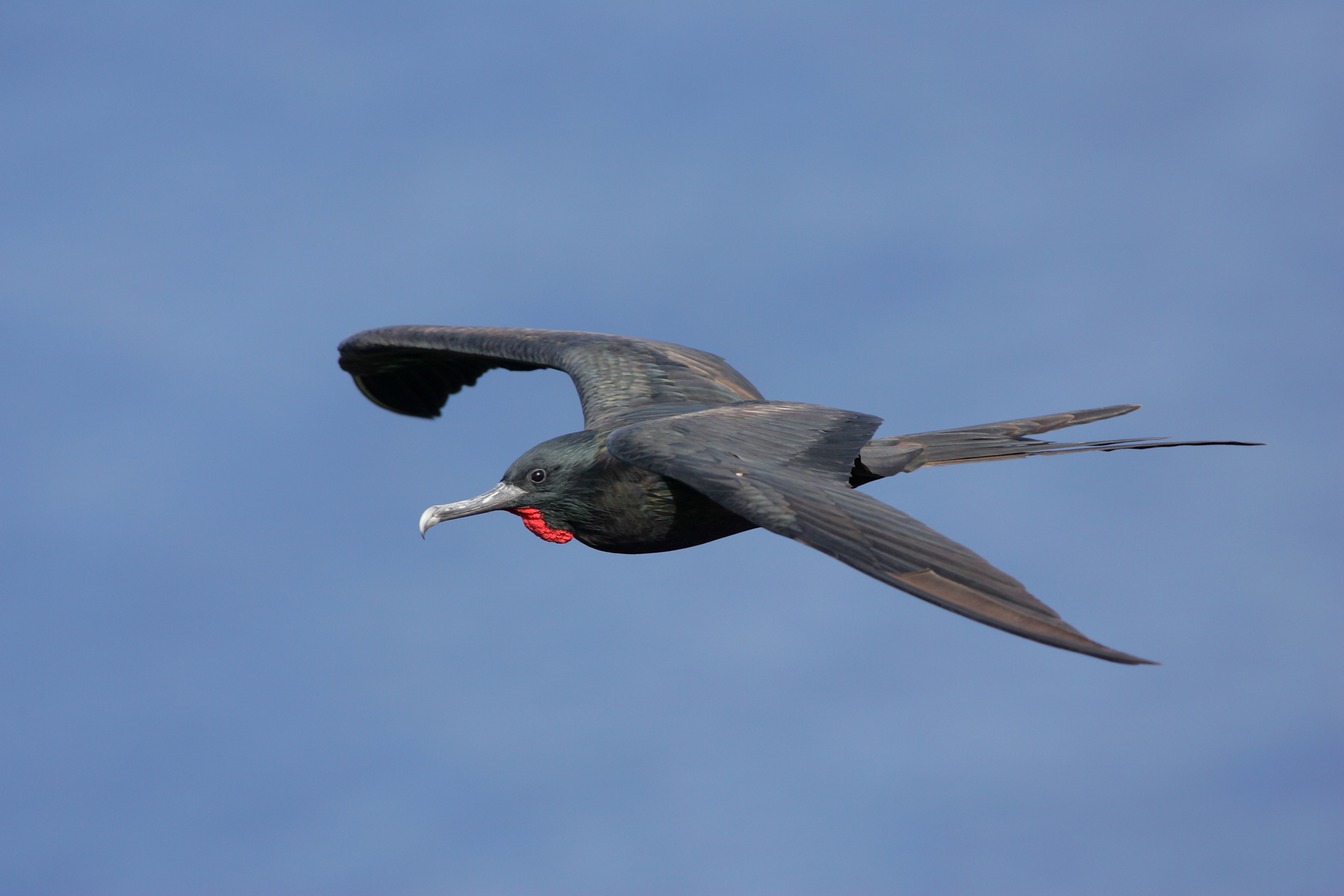 Great frigatebird | New Zealand Birds Online