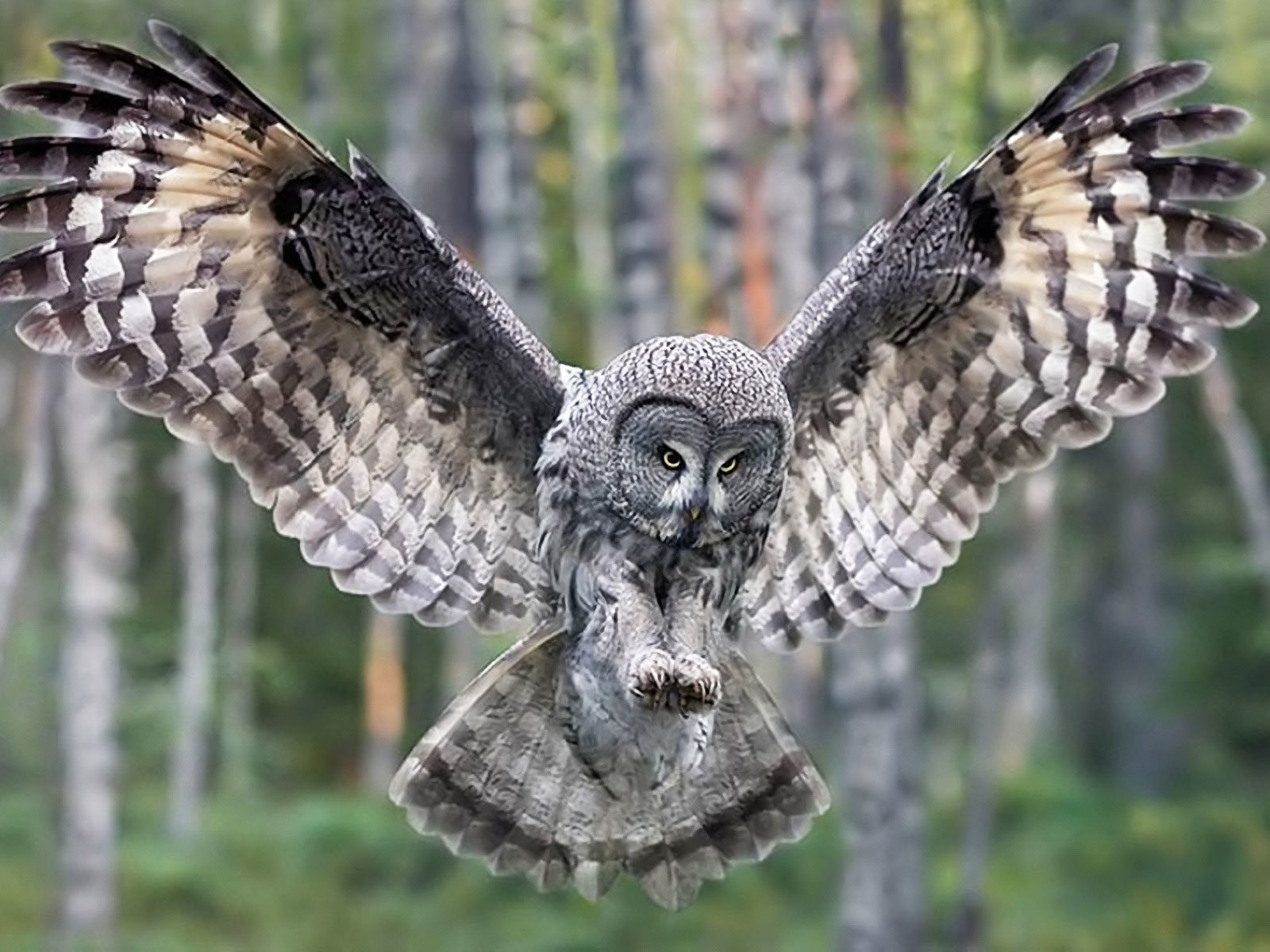 26 Great grey owl HD Wallpapers | Background Images - Wallpaper Abyss