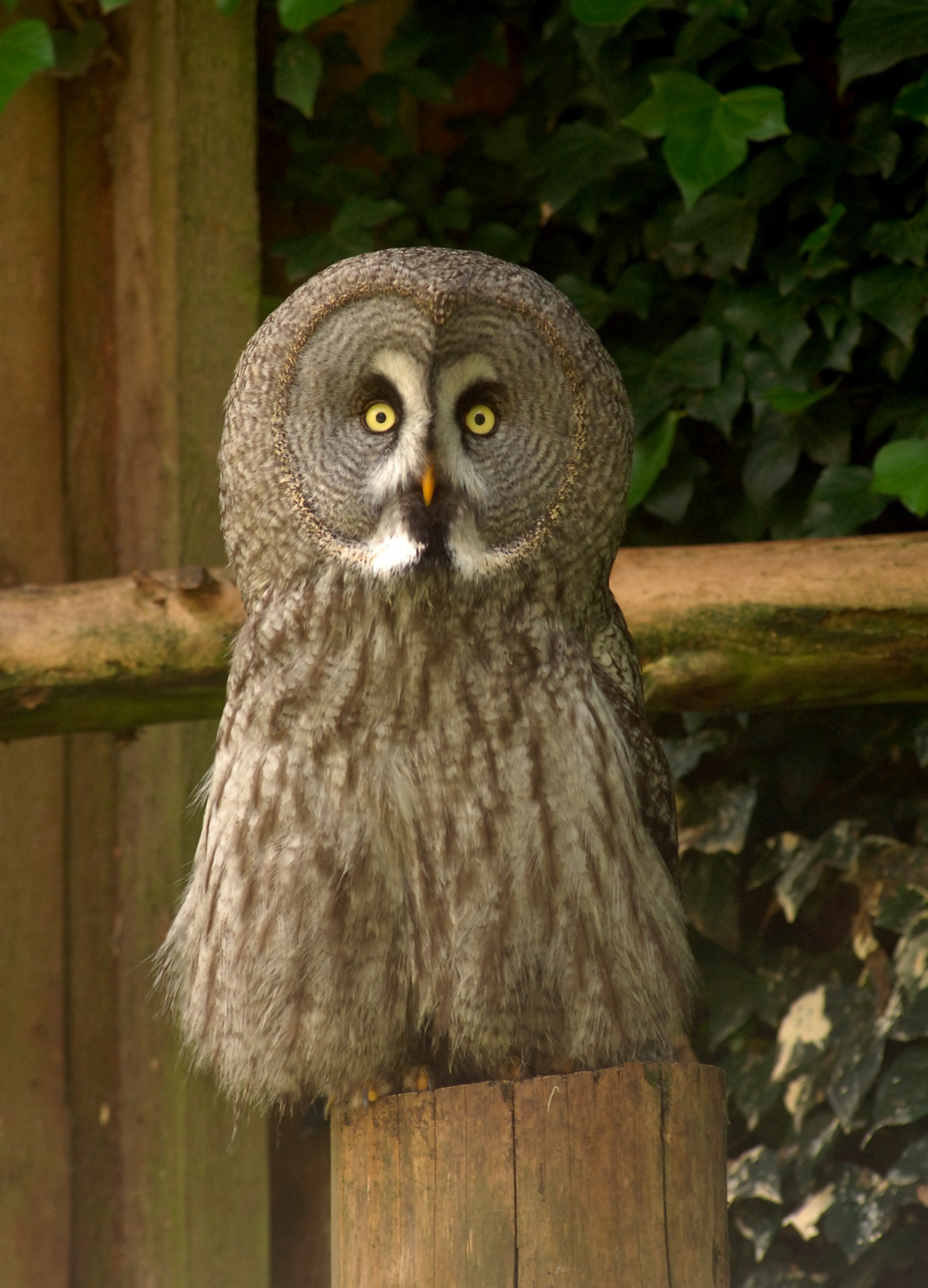 Granville the Great Grey Owl - Dudley Zoological Gardens