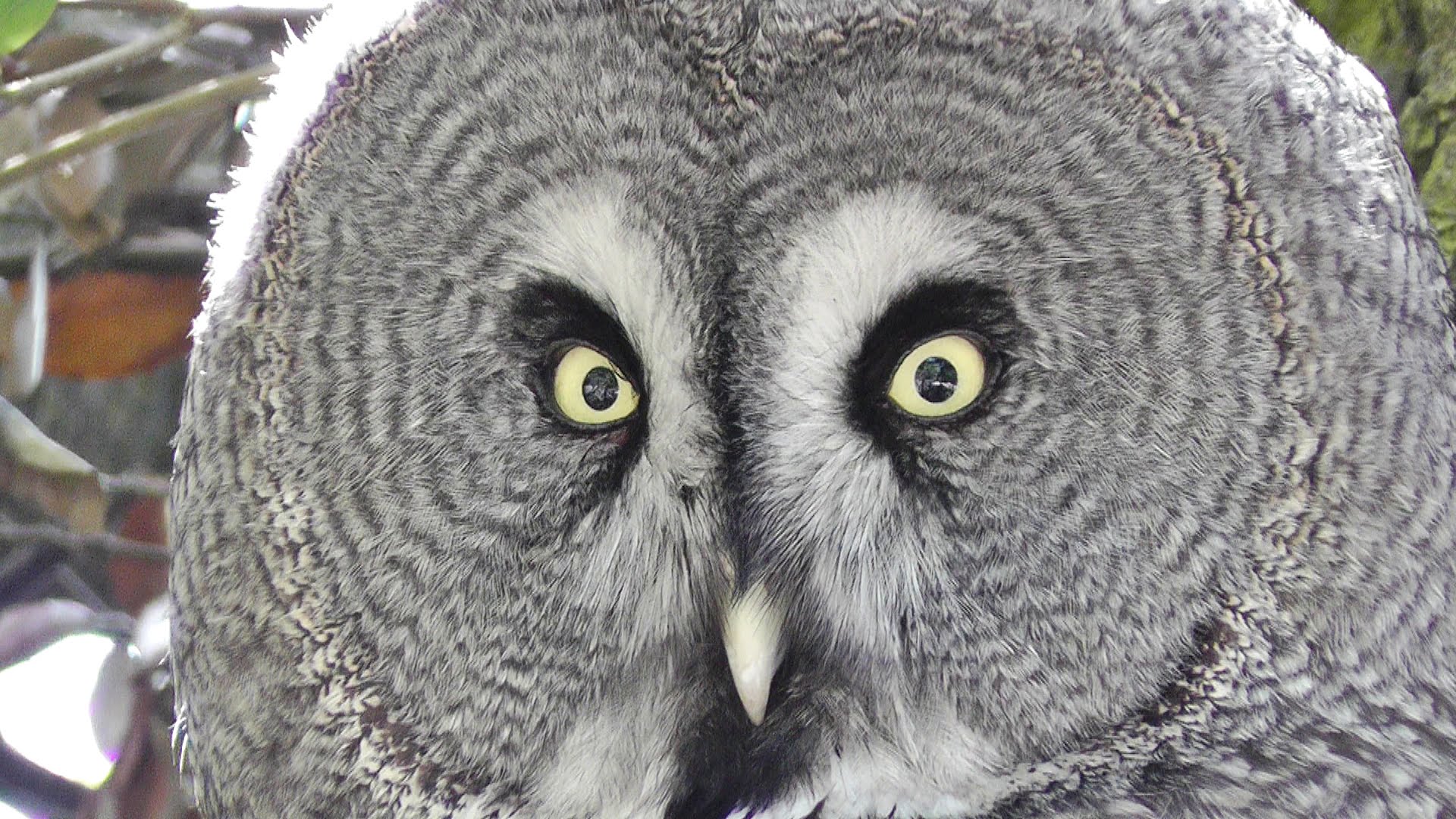 Great Grey Owl - Lappuggla Owls - YouTube