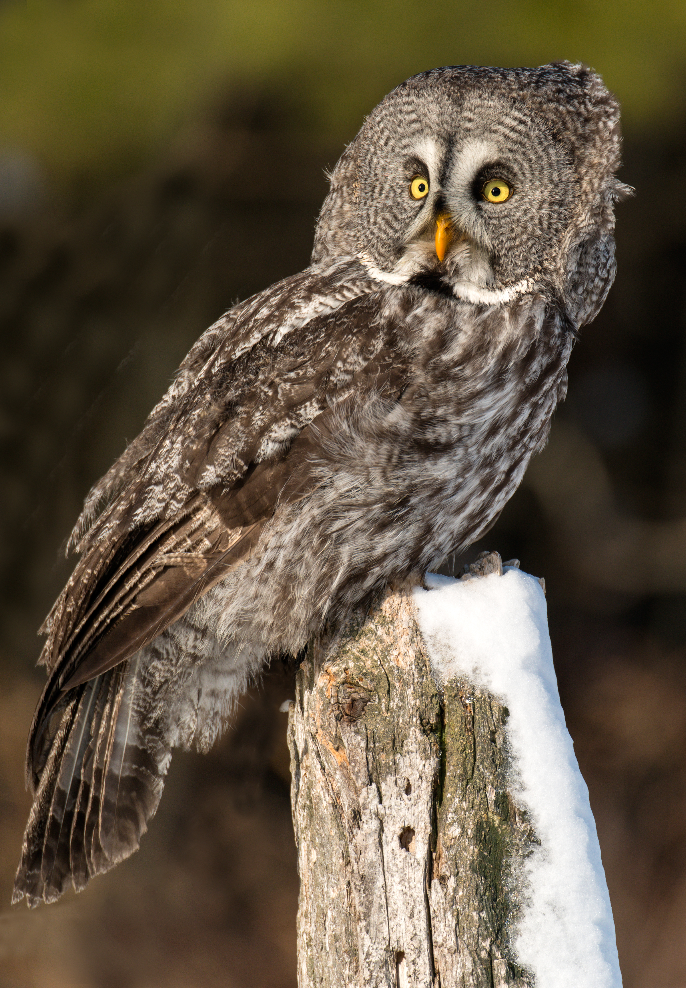 Great grey owl - Wikipedia