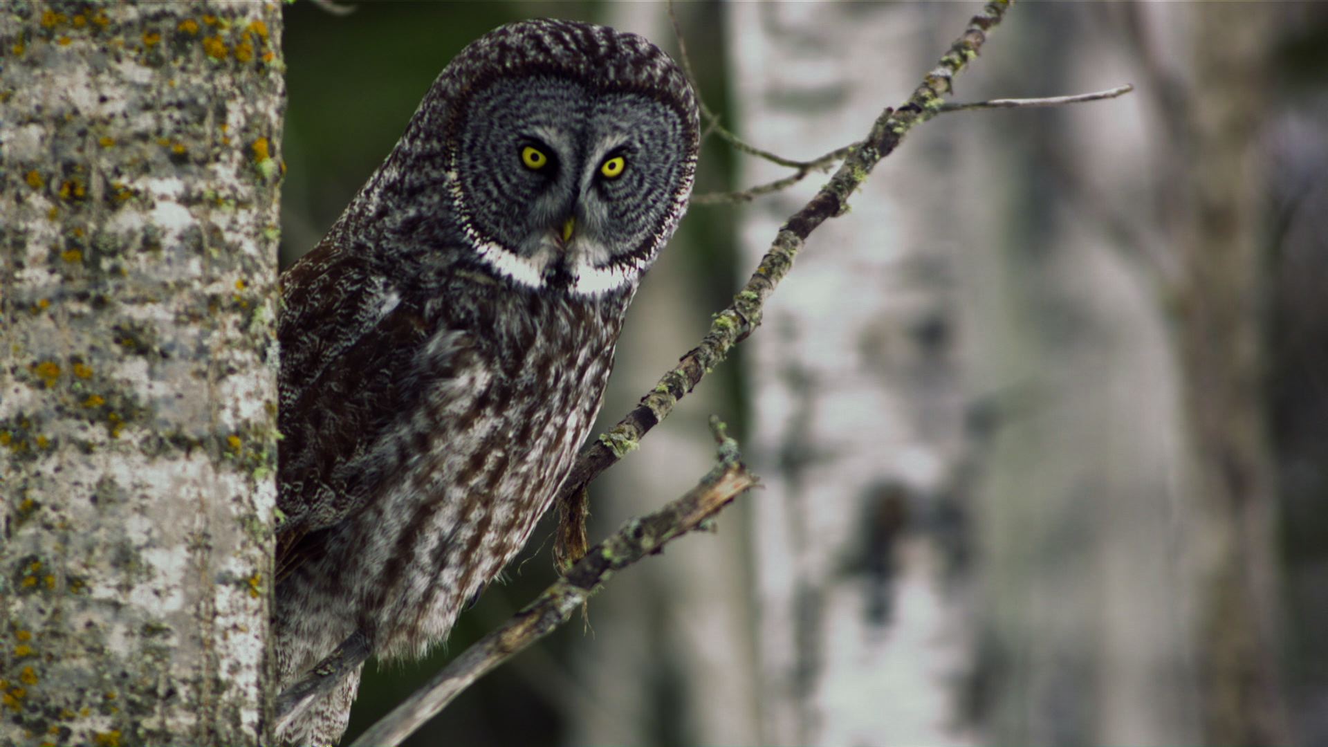 Great Grey Owl - Untamed Americas Video - National Geographic Channel