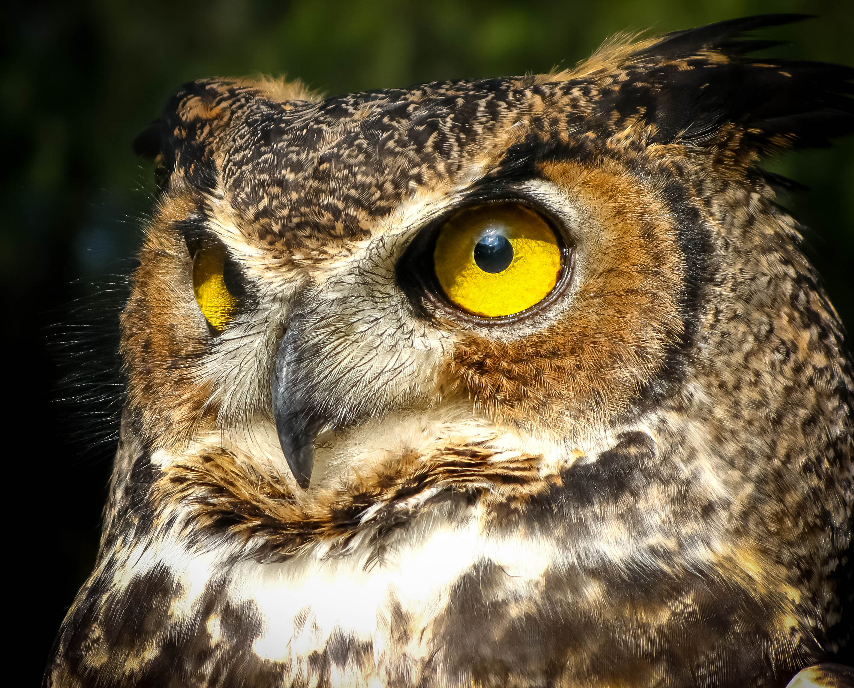 Free photo: Great Horned Owl - Animal, Bird, Branch - Free Download ...