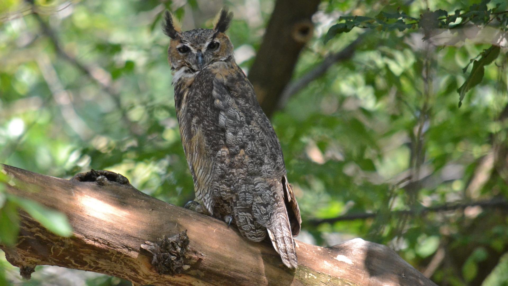 Great horned owl - Wikipedia