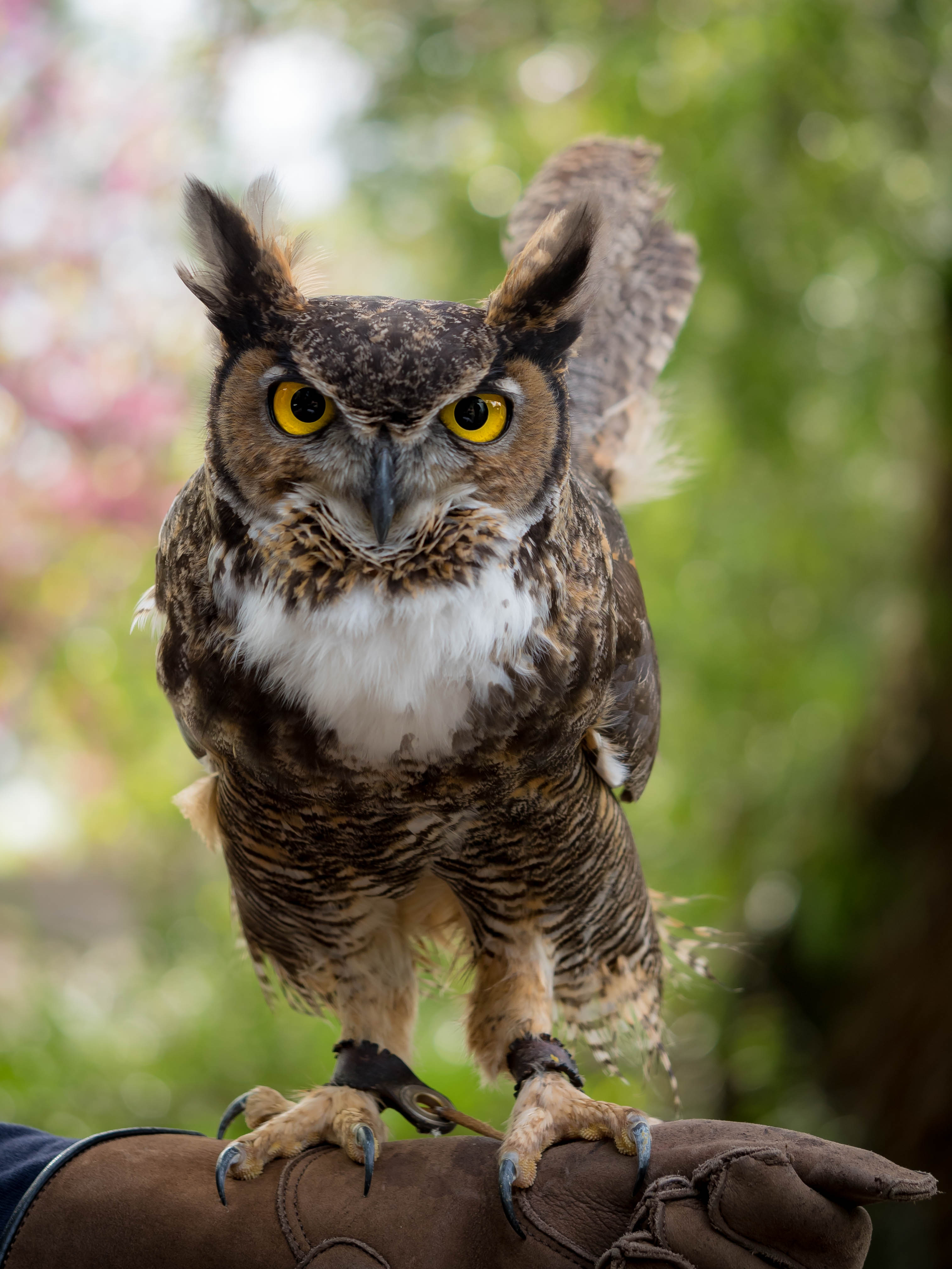 FORREST: great horned owl | California Raptor Center